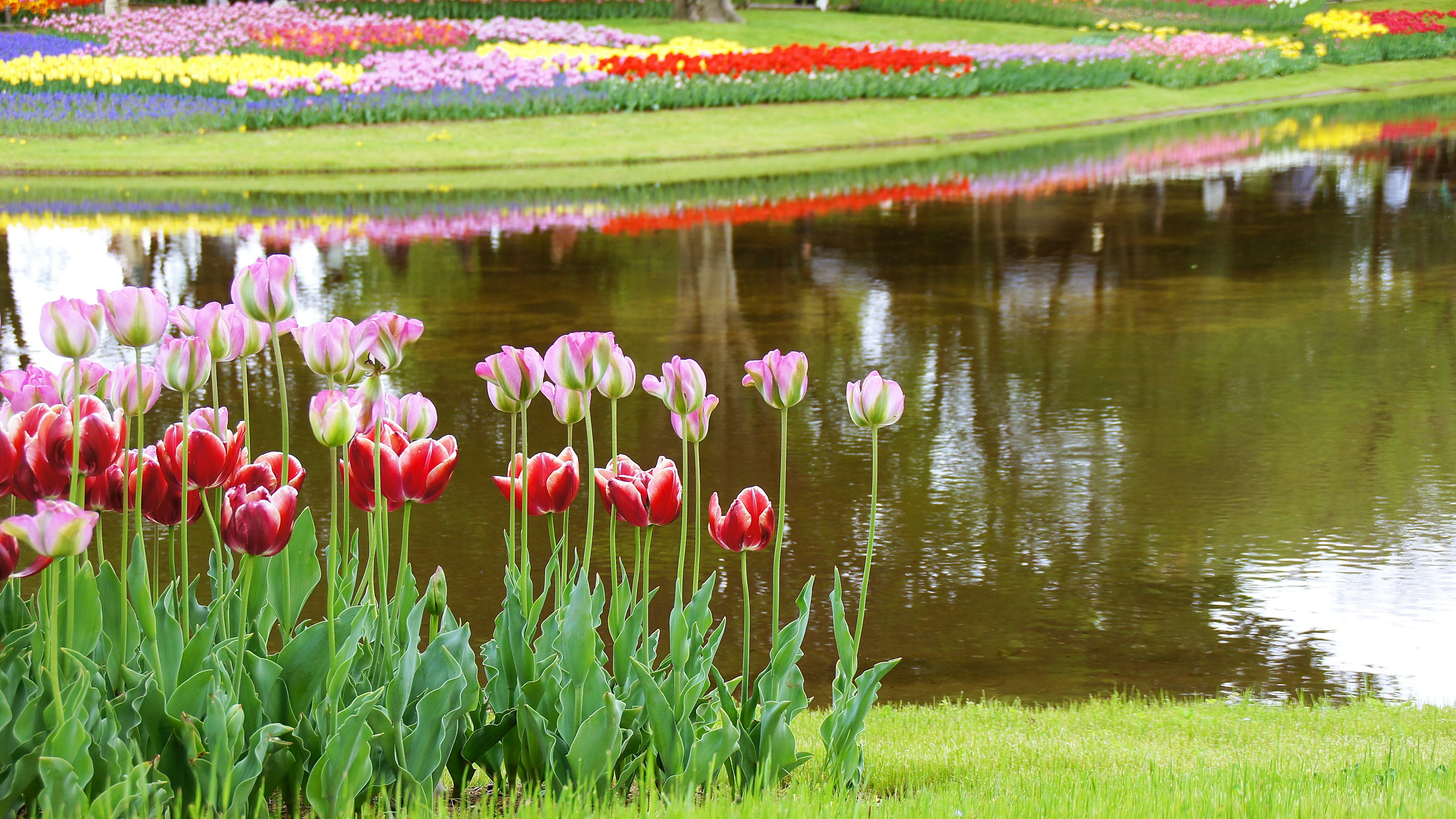 Tulipes colorées au bord d'un étang paisible