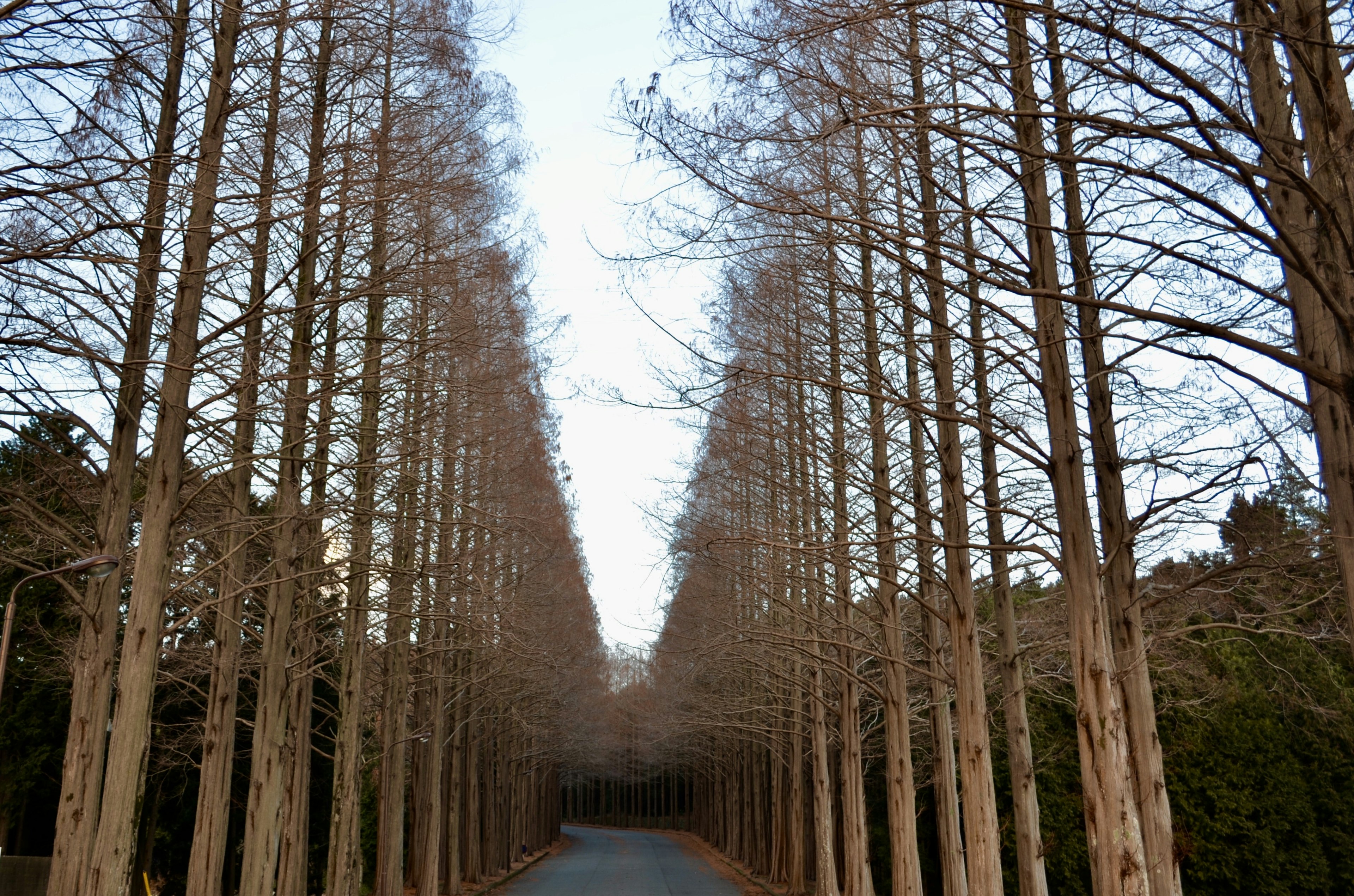 宁静的道路两侧是高大的树木