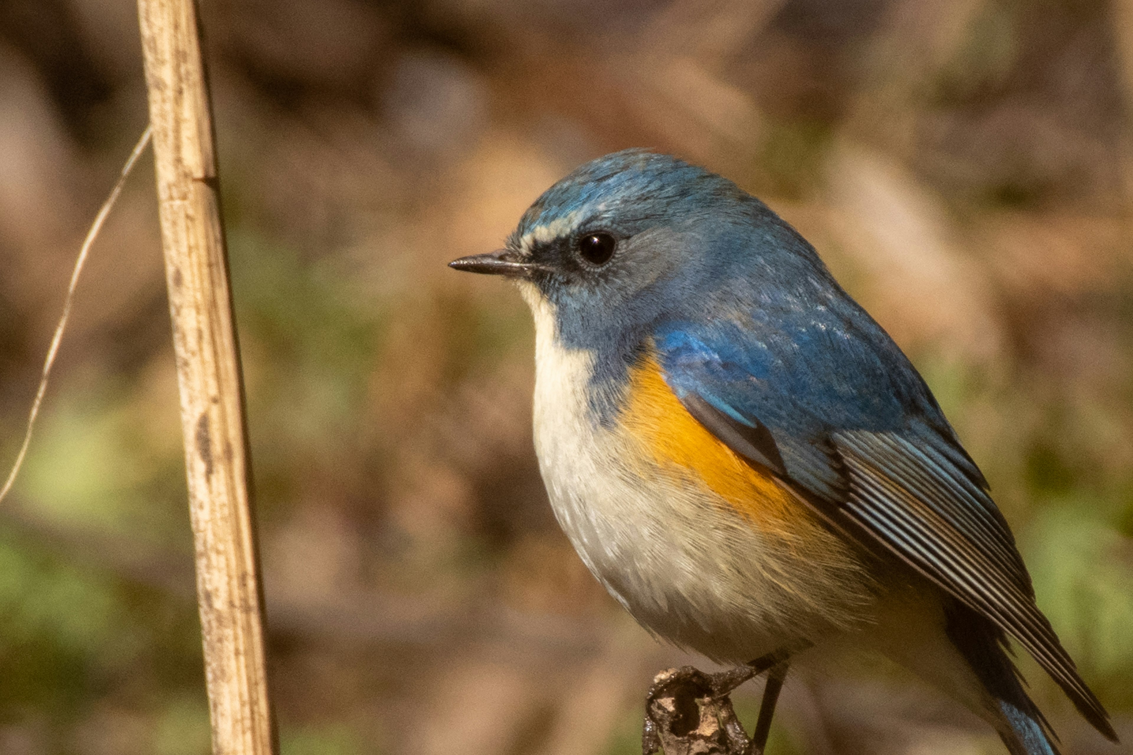 Un piccolo uccello con piume blu e un petto arancione posato nella natura