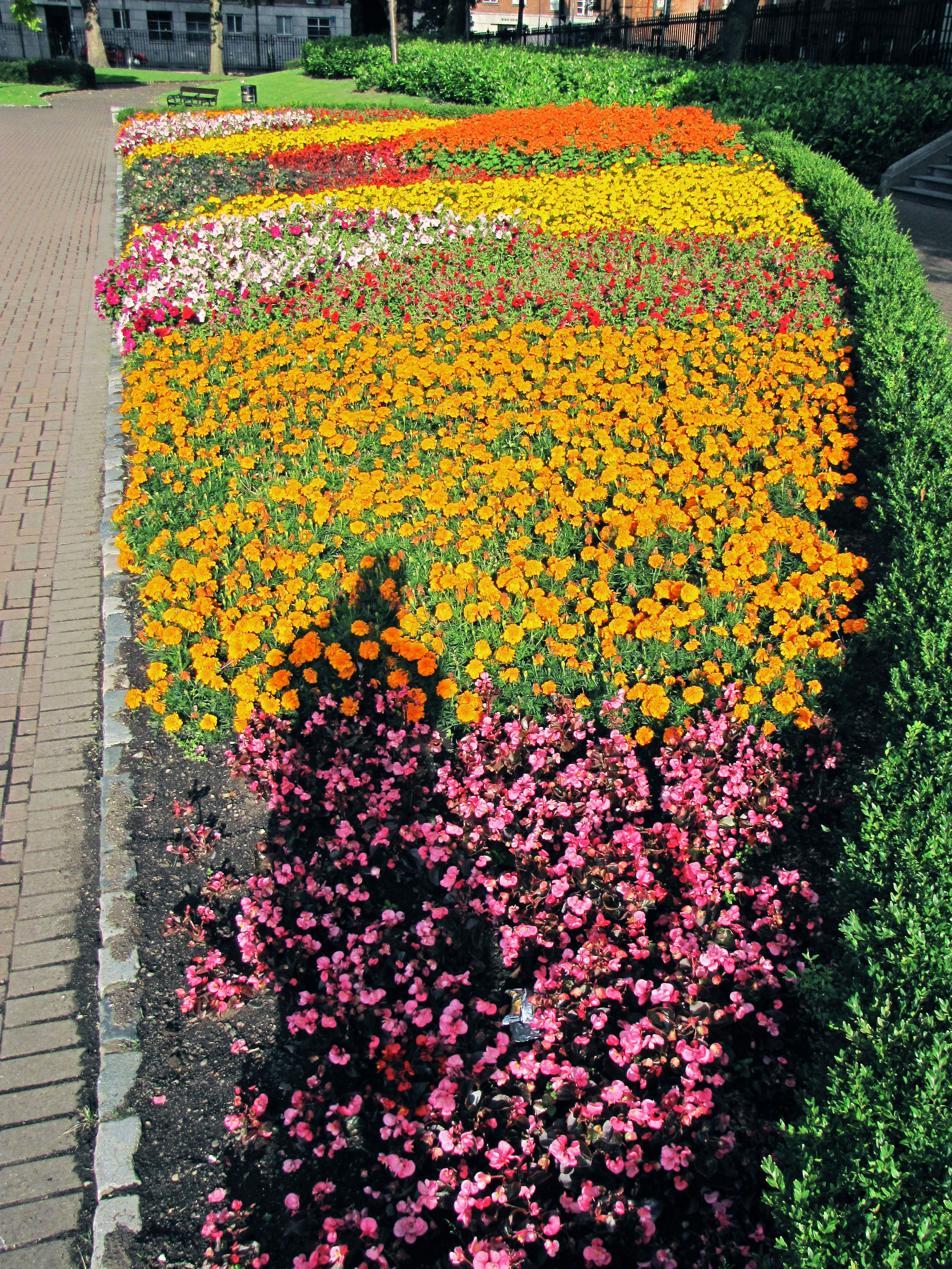 Aiola fiorita vibrante in un parco con fiori colorati e un'ombra