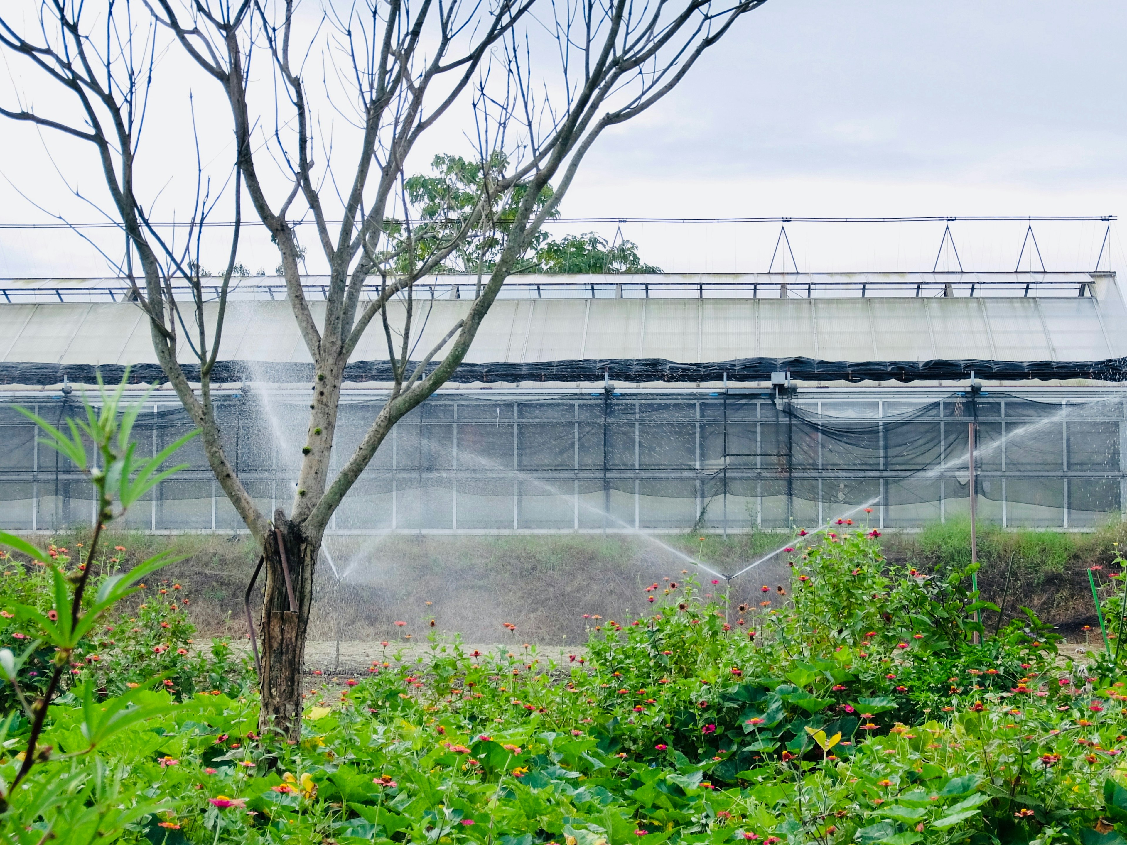 Image of a lush landscape with an irrigation system in operation