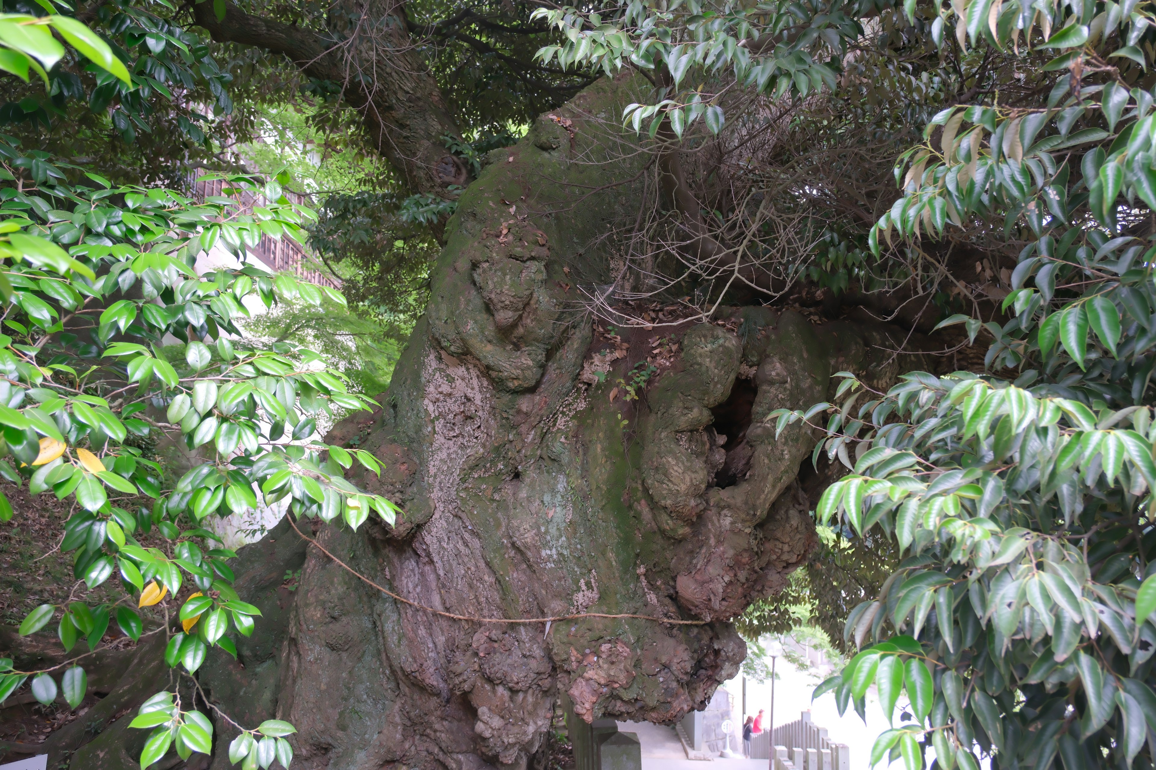 A large, ancient tree trunk surrounded by lush green leaves