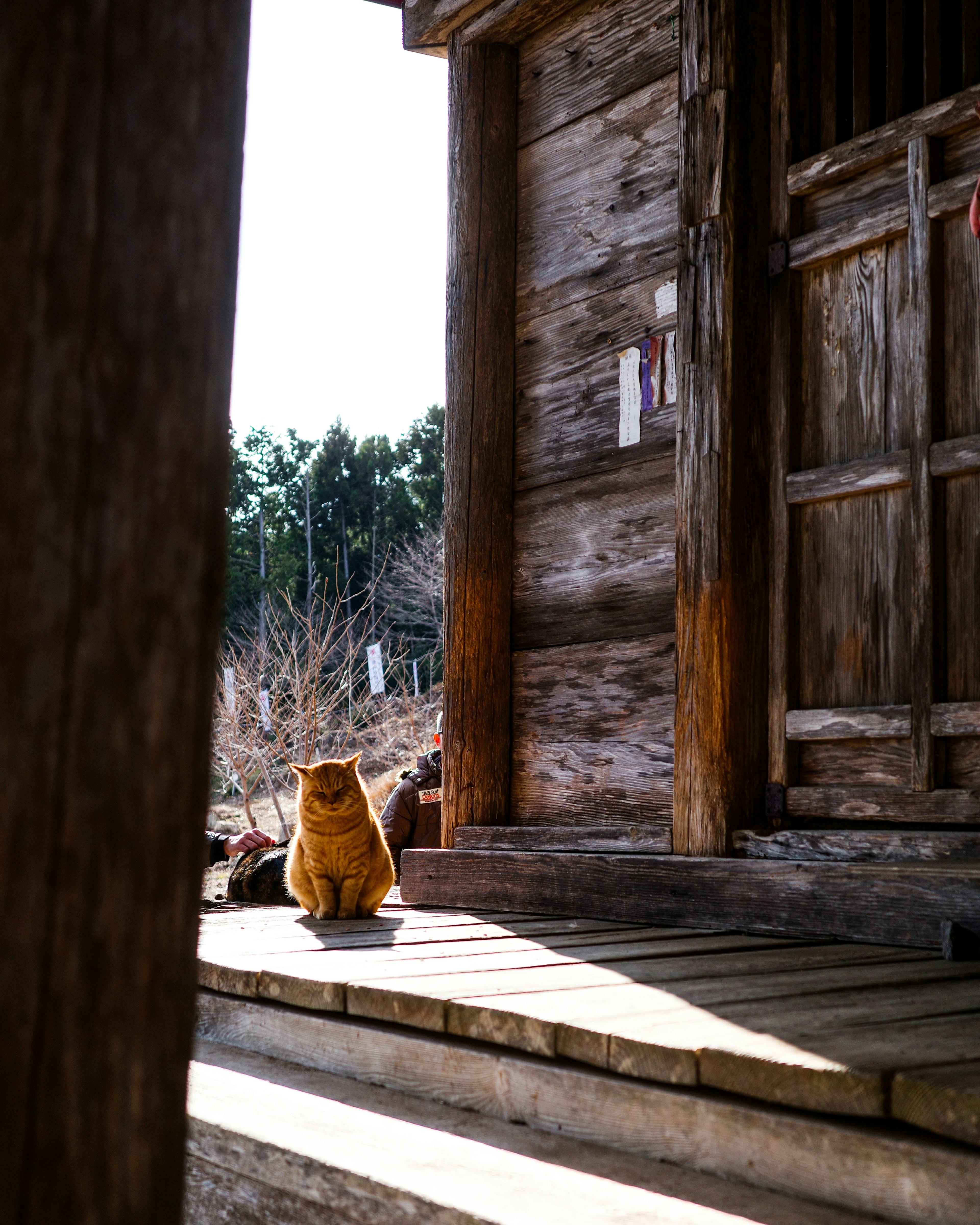 Kucing oranye duduk di tangga rumah kayu