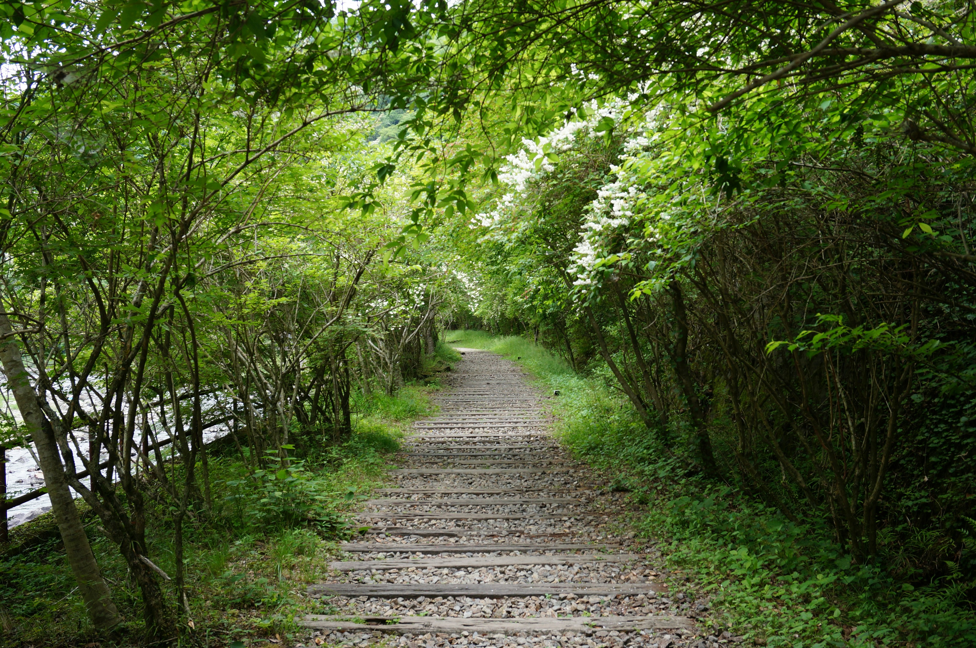 Sentier entouré de verdure et d'arbres en fleurs