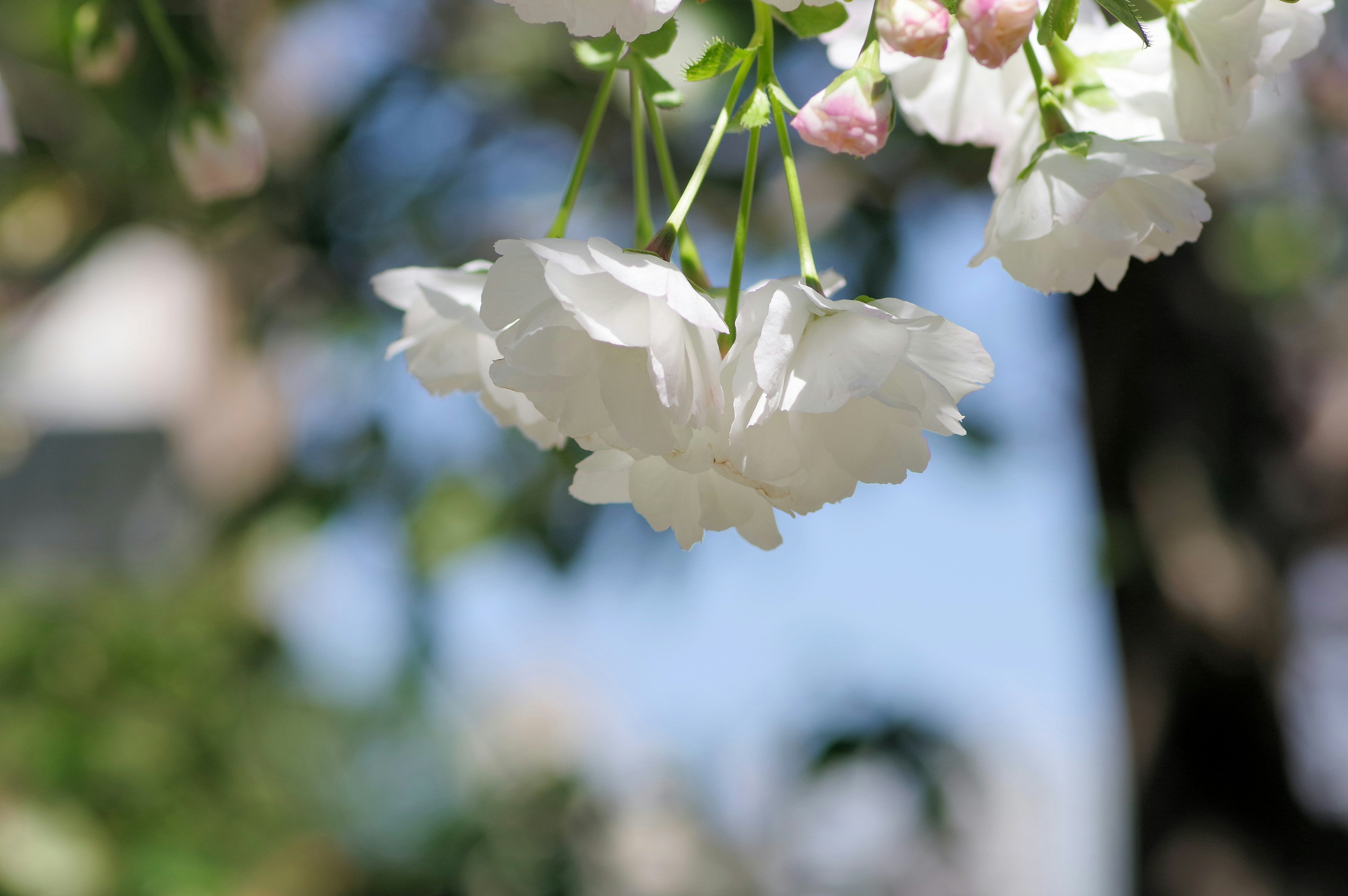 Fiori bianchi che sbocciano sotto un cielo blu