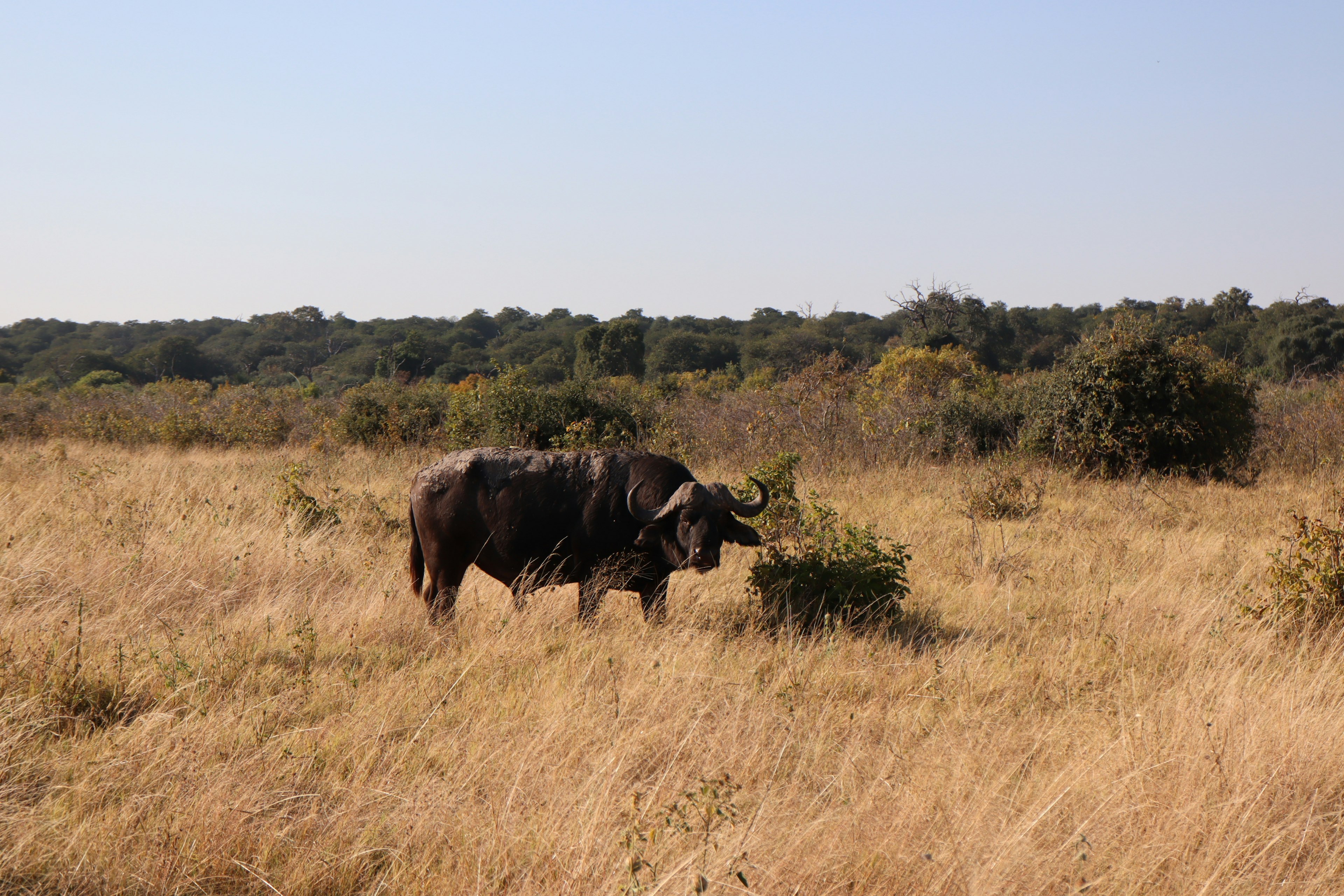 Water buffalo in a grassy field with trees in the background