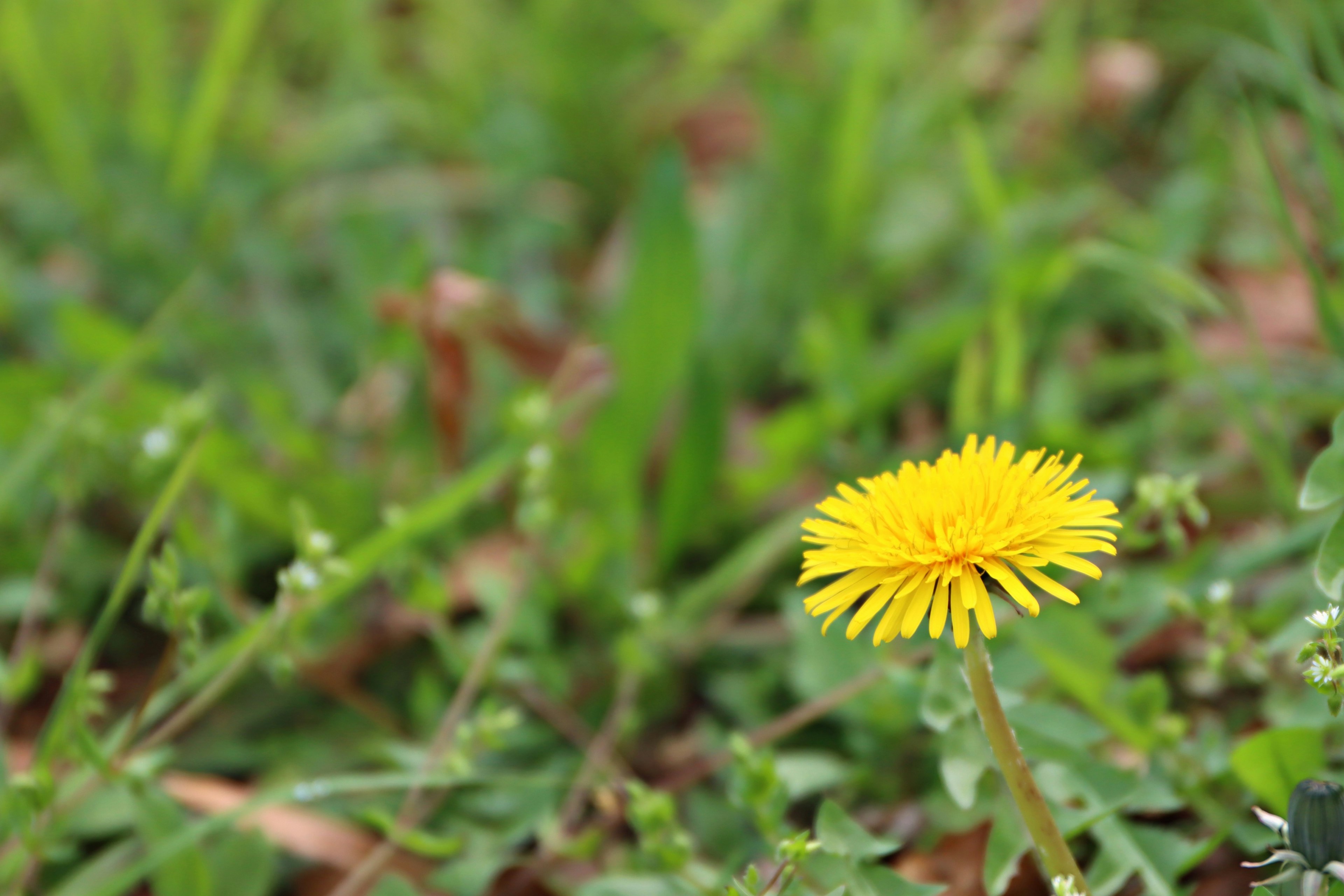 Un fiore di dente di leone giallo che sboccia tra l'erba verde