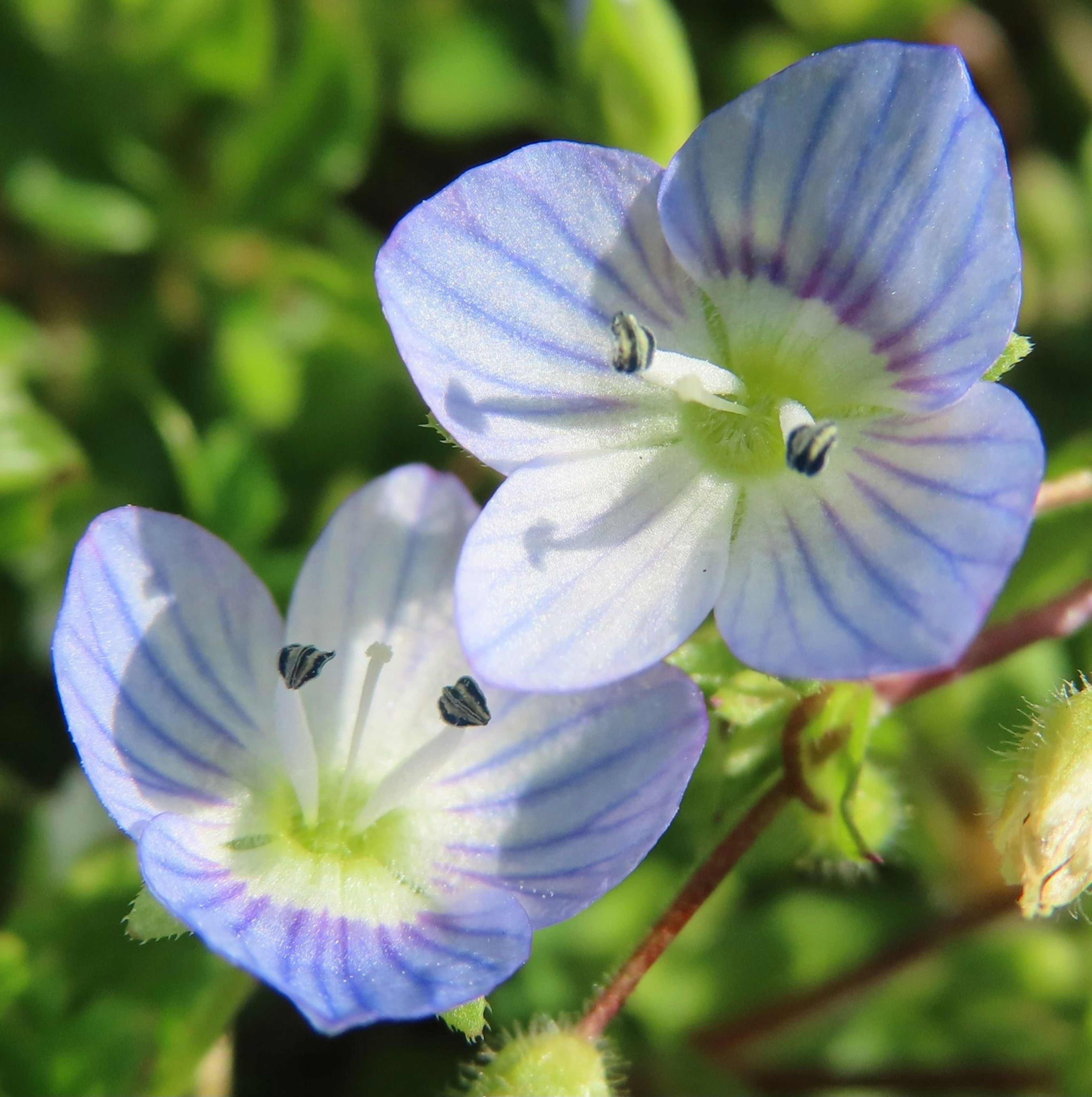 Gros plan de fleurs avec des rayures bleues et violettes