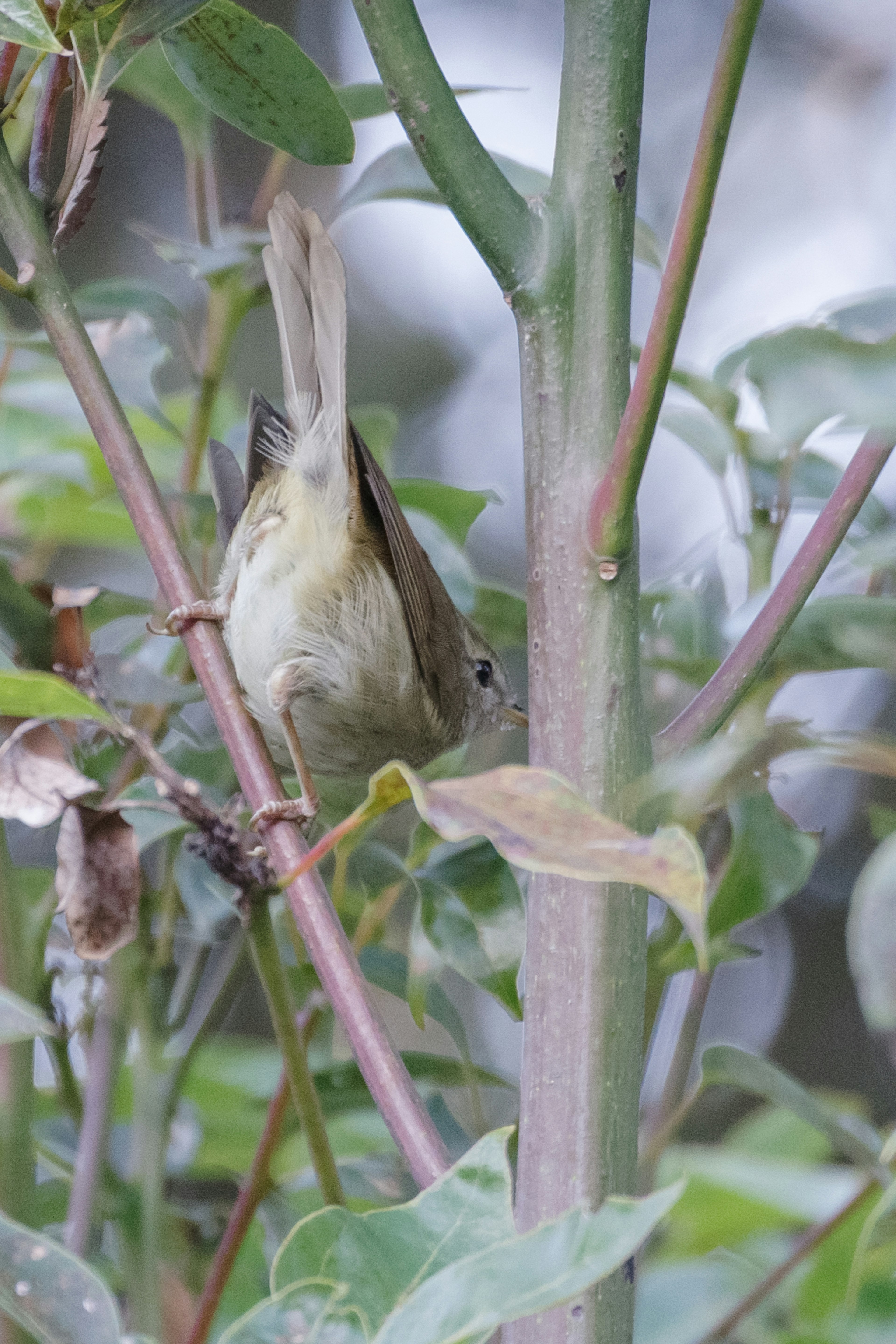 Ein kleiner Vogel sitzt auf einem Pflanzenstängel