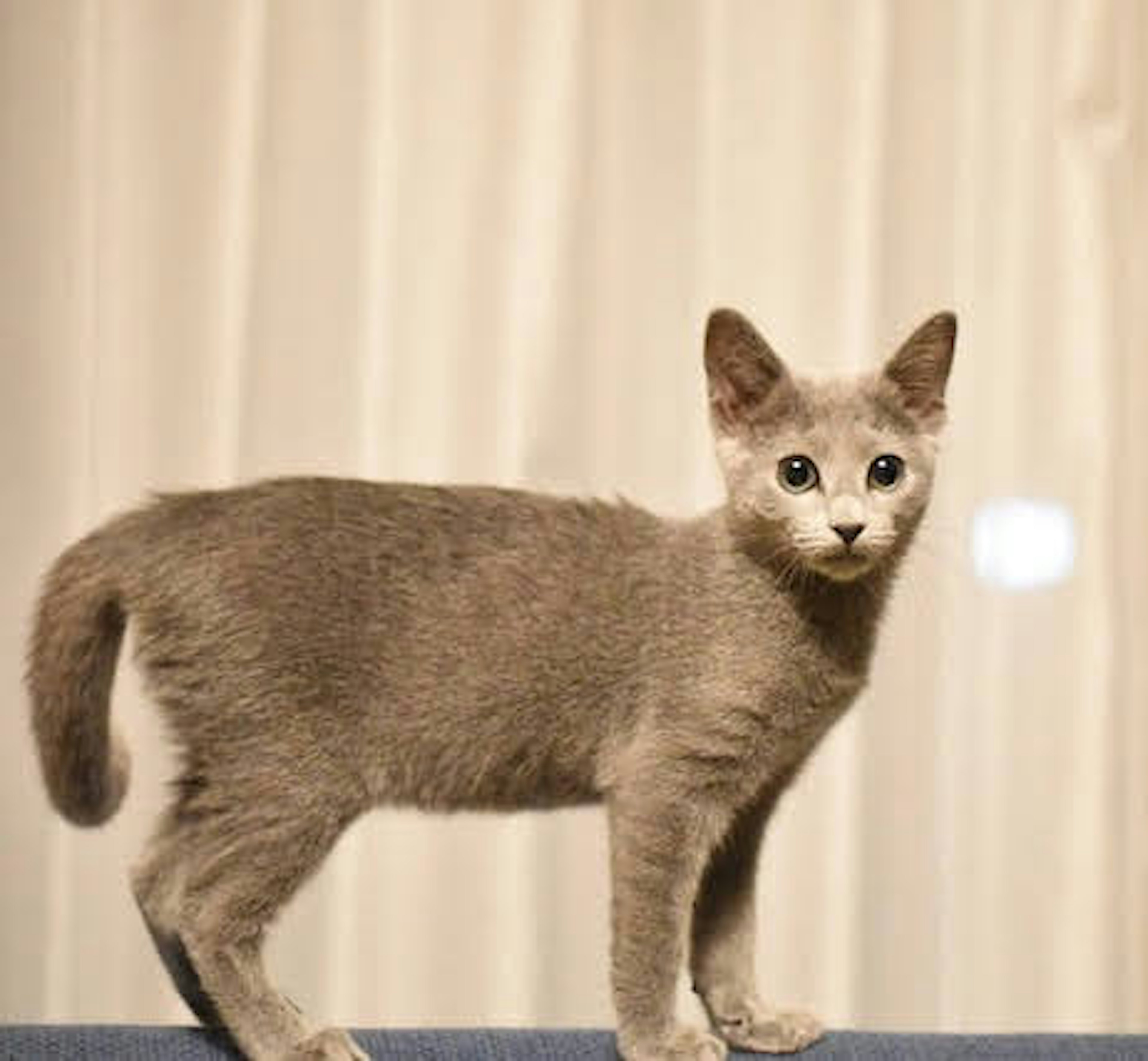 Gattino grigio in piedi davanti a una tenda