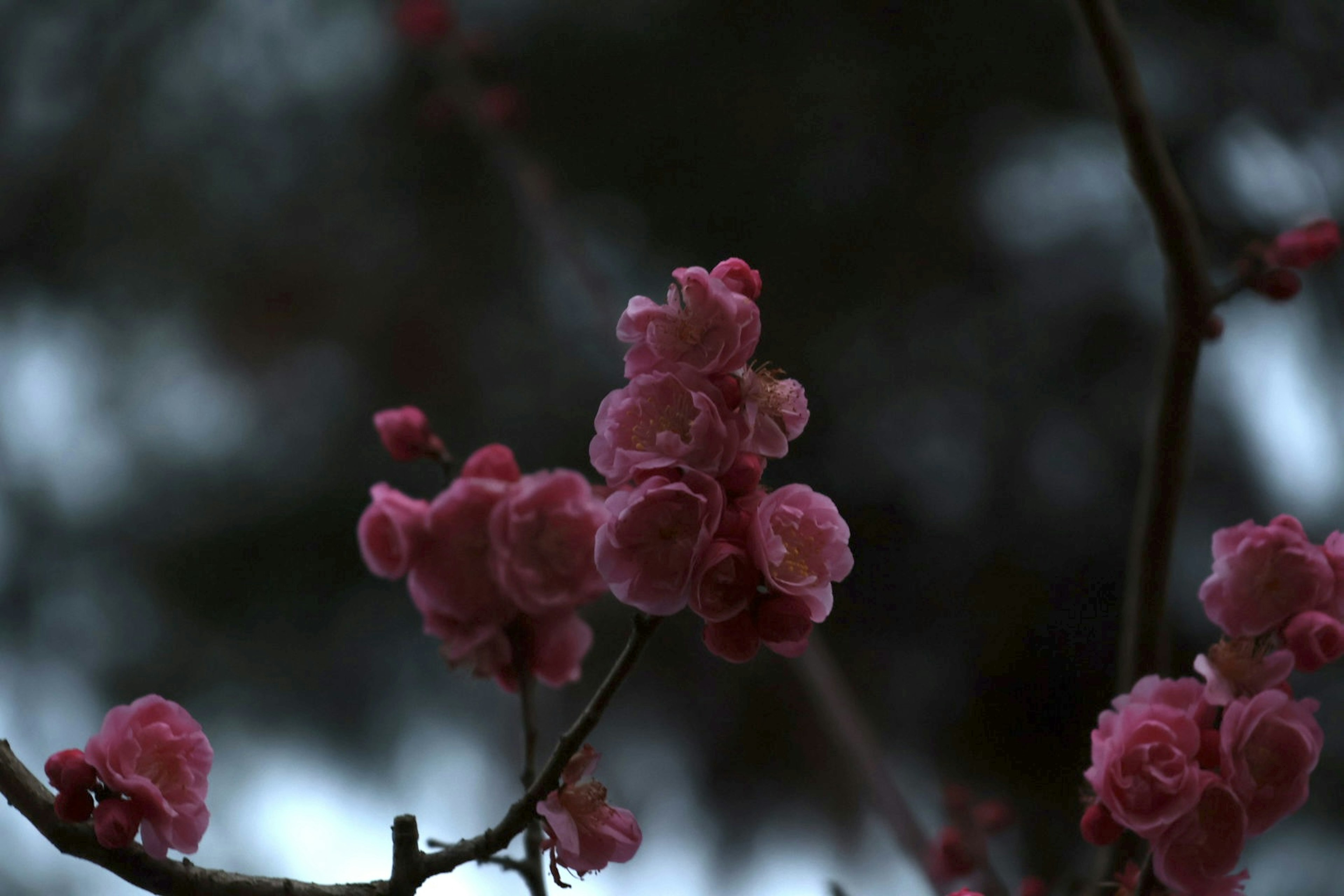 Primo piano di fiori rosa su un ramo contro uno sfondo scuro