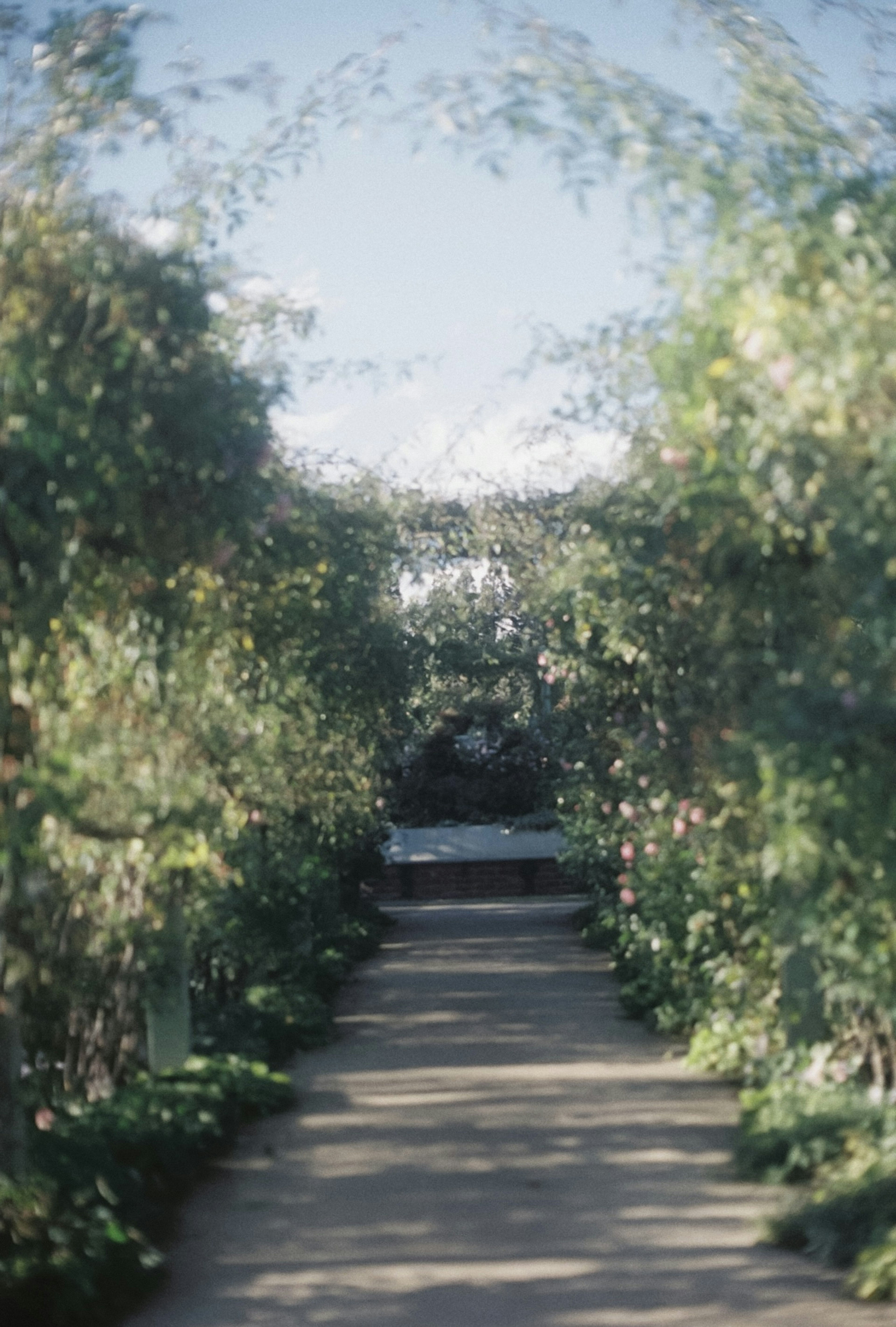 Sendero flanqueado de vegetación que conduce a un jardín sereno