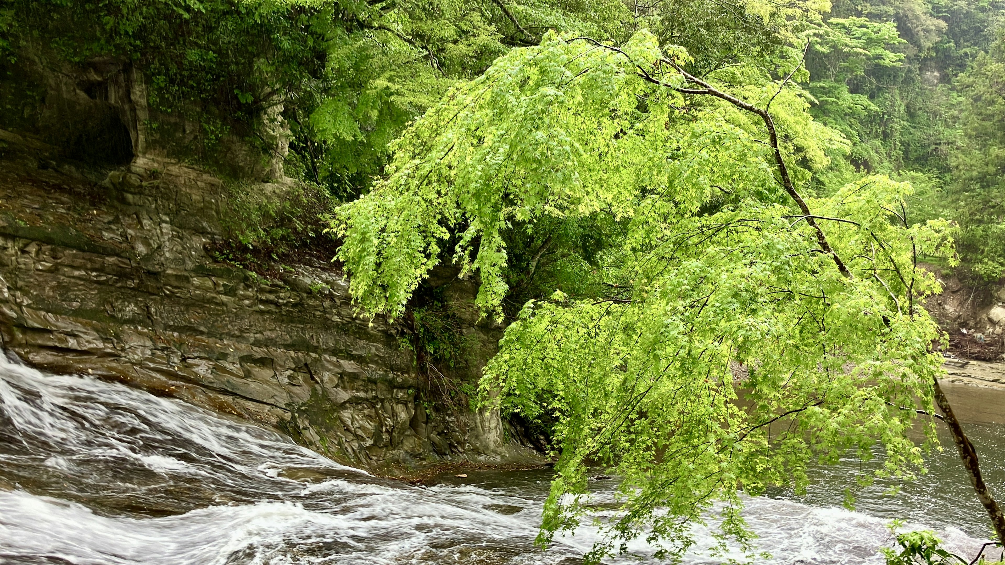 Ein Baum mit grünen Blättern nahe einem fließenden Fluss