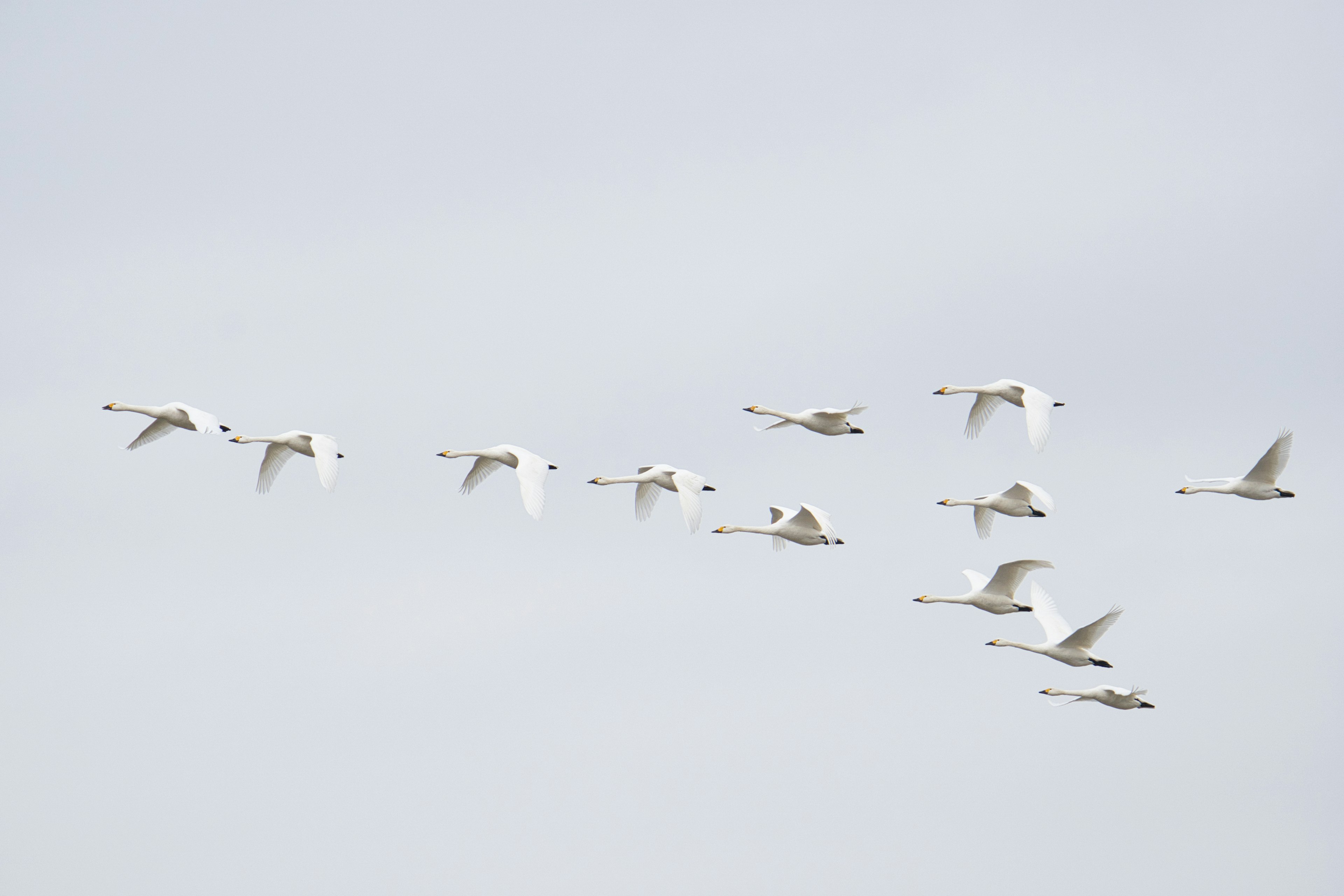 Un gruppo di uccelli bianchi che volano nel cielo