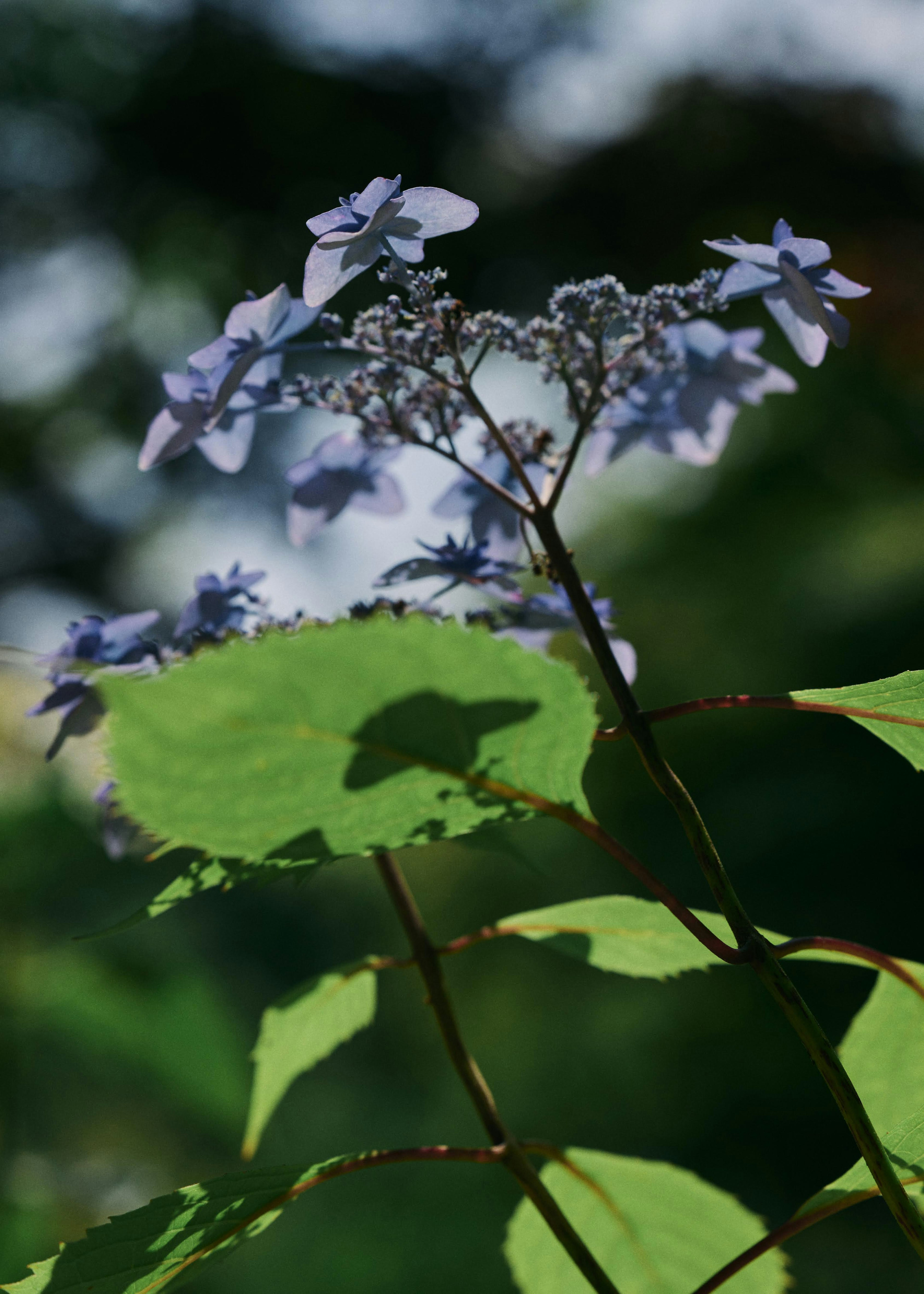 青い花と緑の葉がある植物のクローズアップ