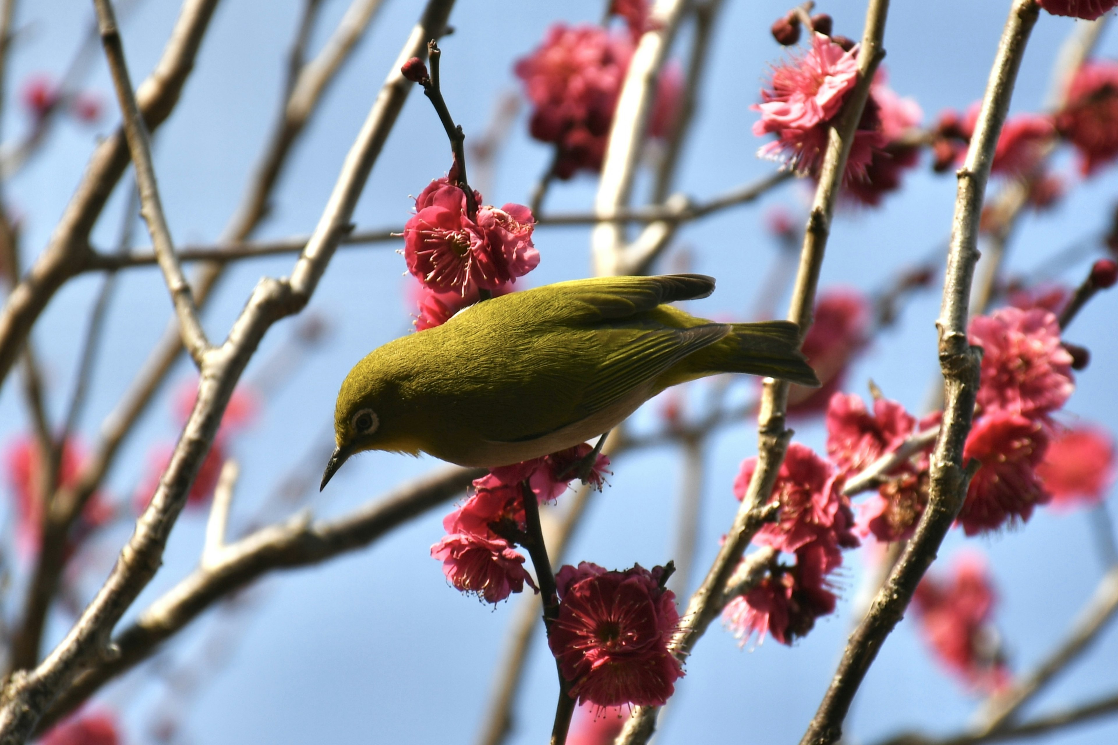 緑色の小鳥がピンクの花の木に止まっている