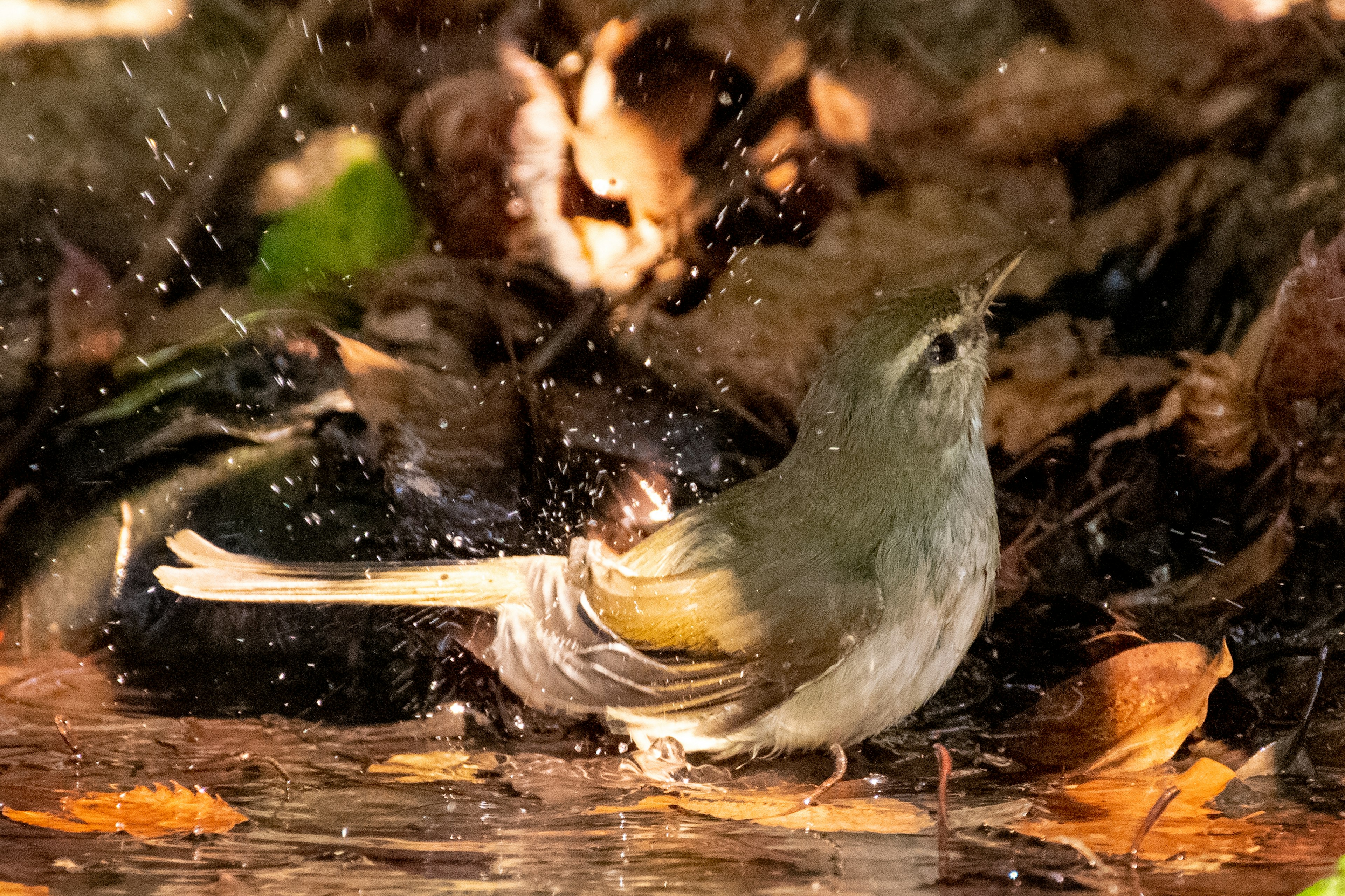 Un piccolo uccello che si fa il bagno nell'acqua circondato da foglie cadute