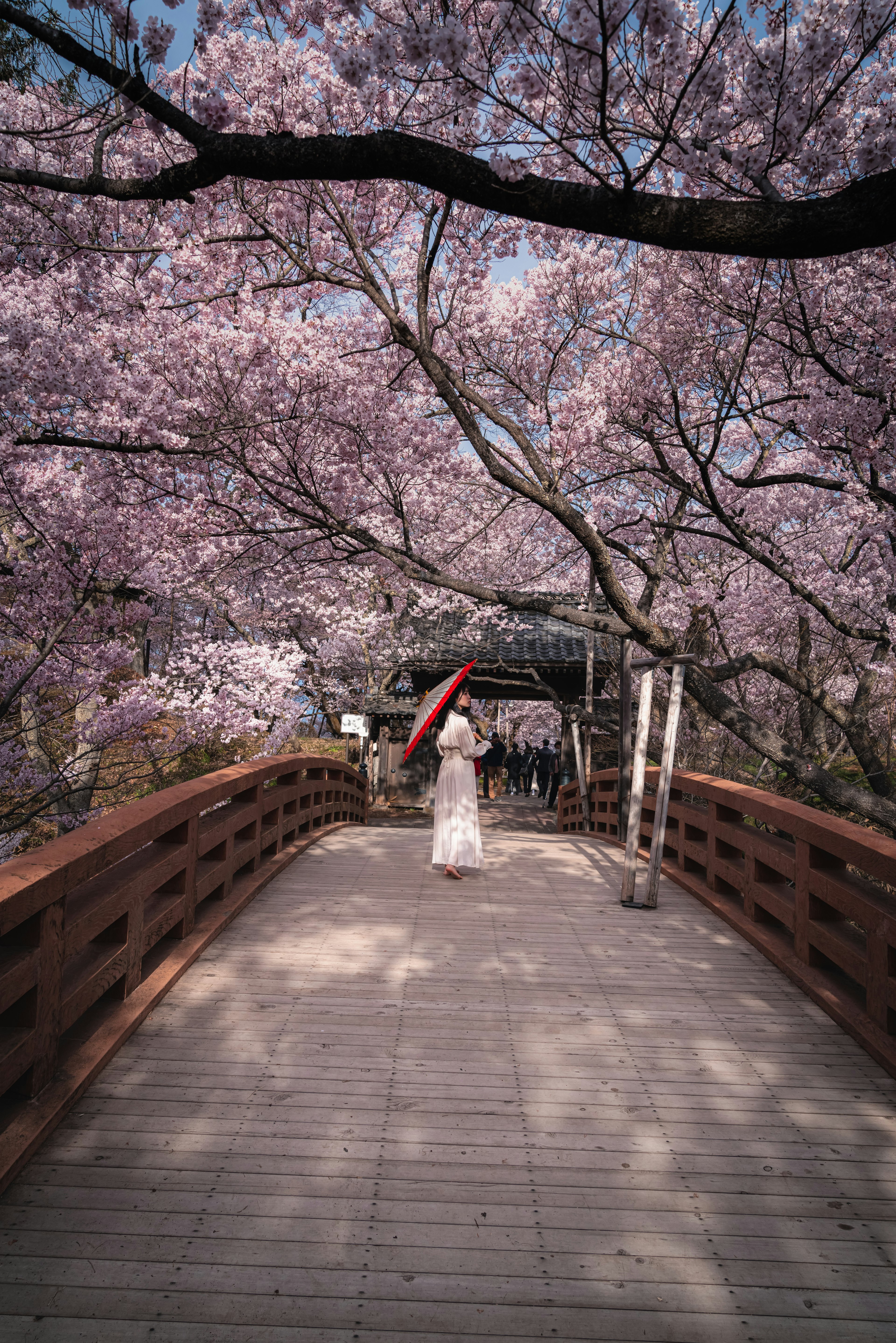 桜の花に囲まれた橋を歩く女性の姿