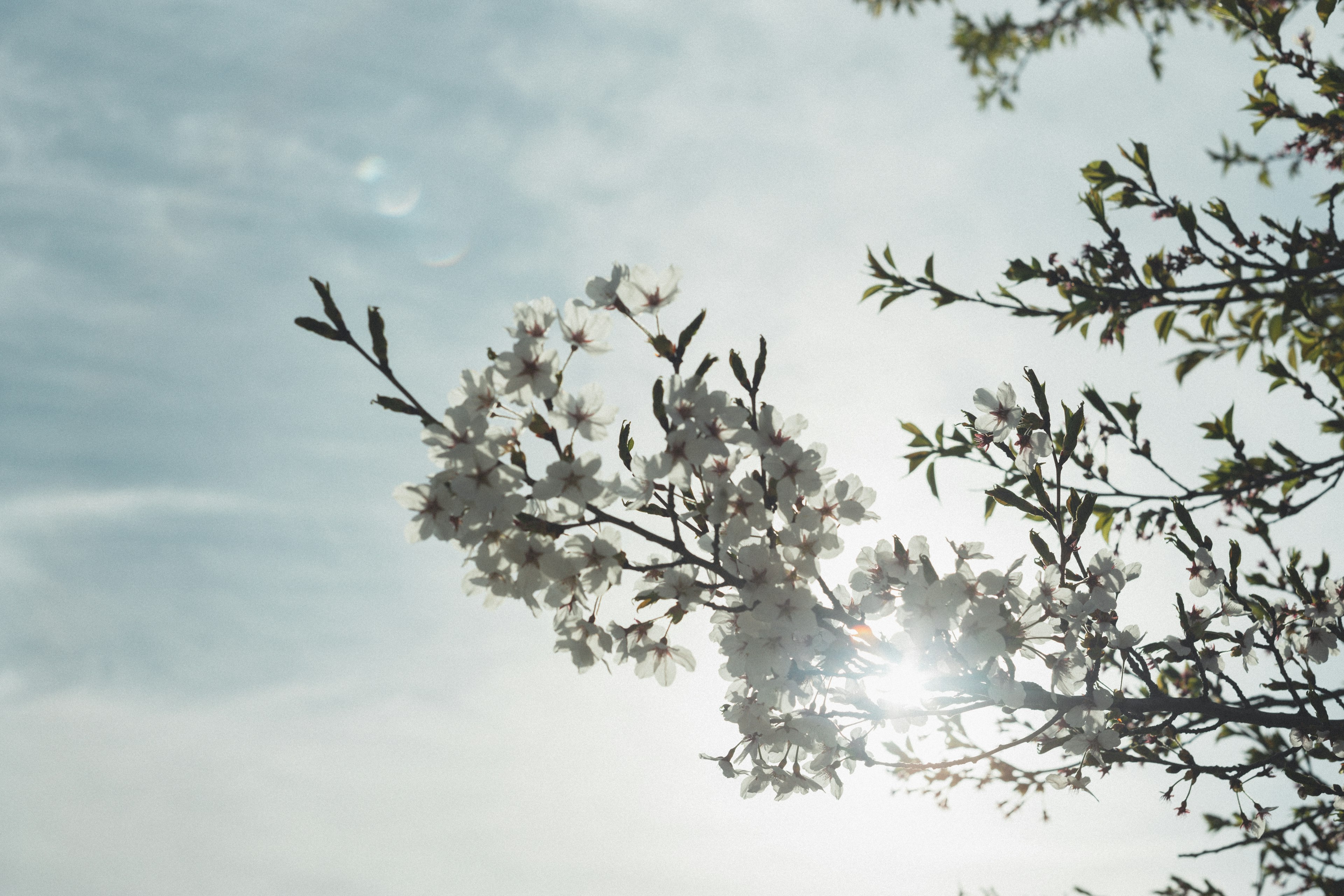 Branches de cerisier en fleurs silhouettées contre un ciel lumineux