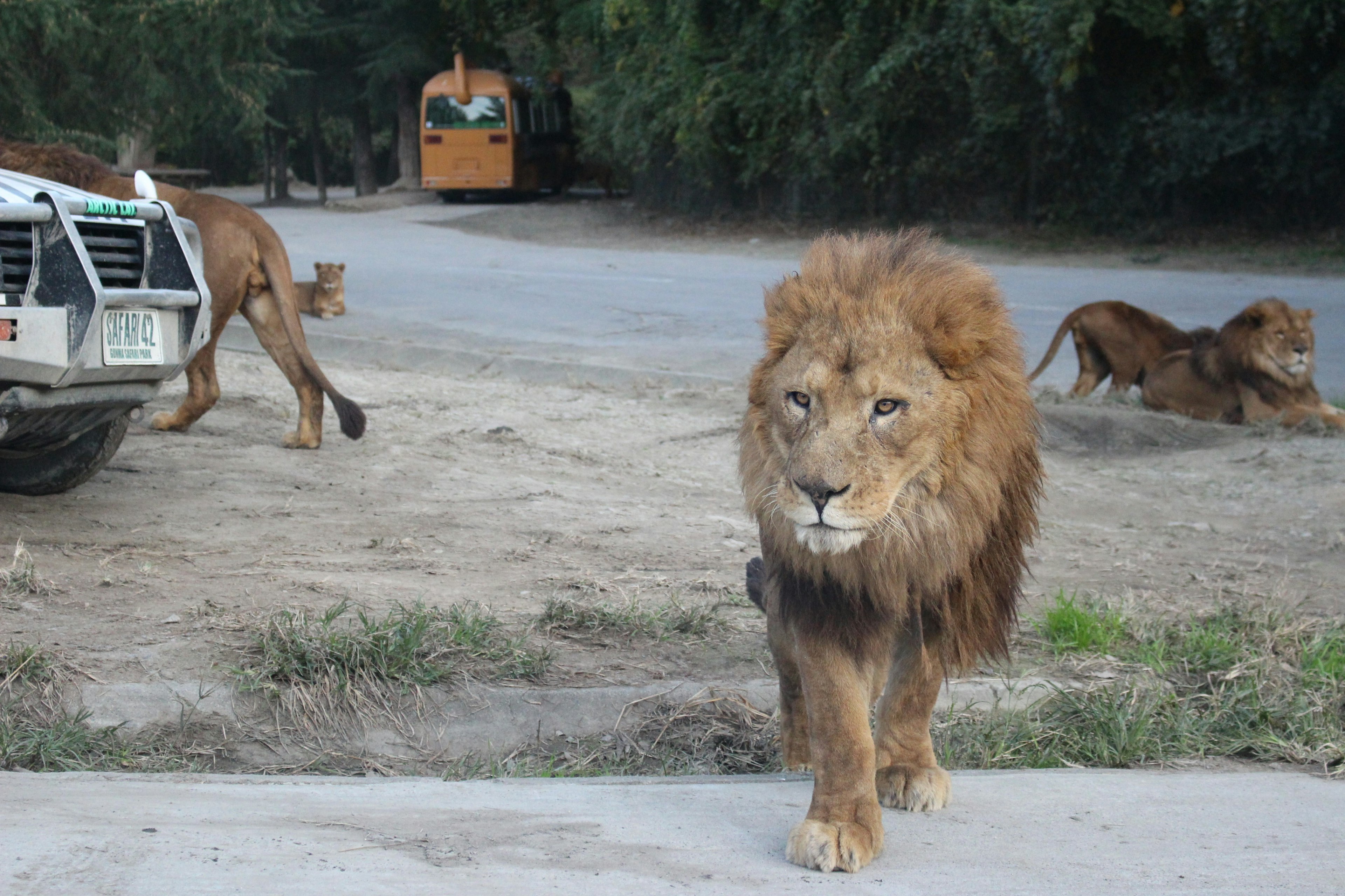 A lion walking towards the camera with other lions in the background near a vehicle