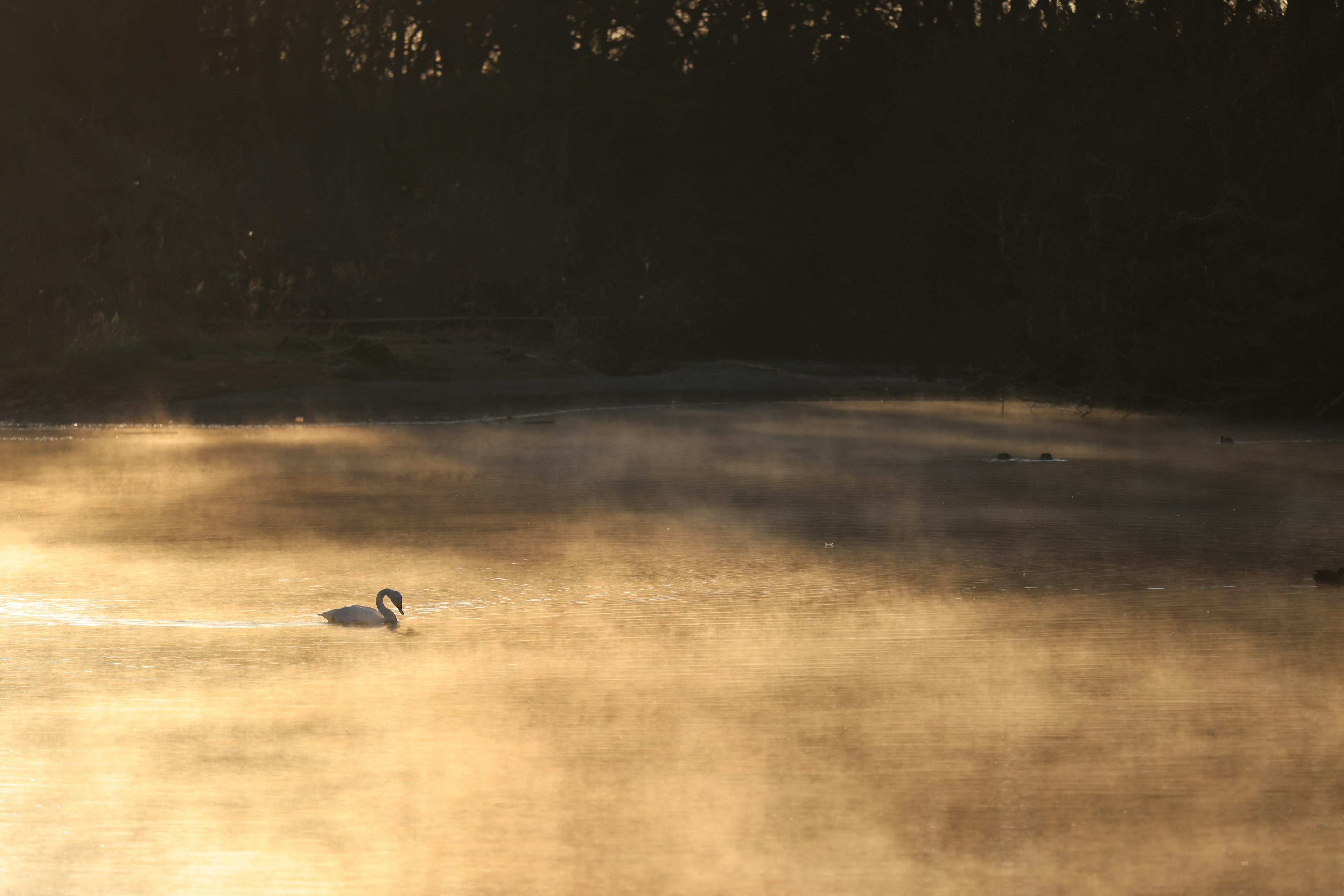 Silhouette di un cigno che nuota nella nebbia