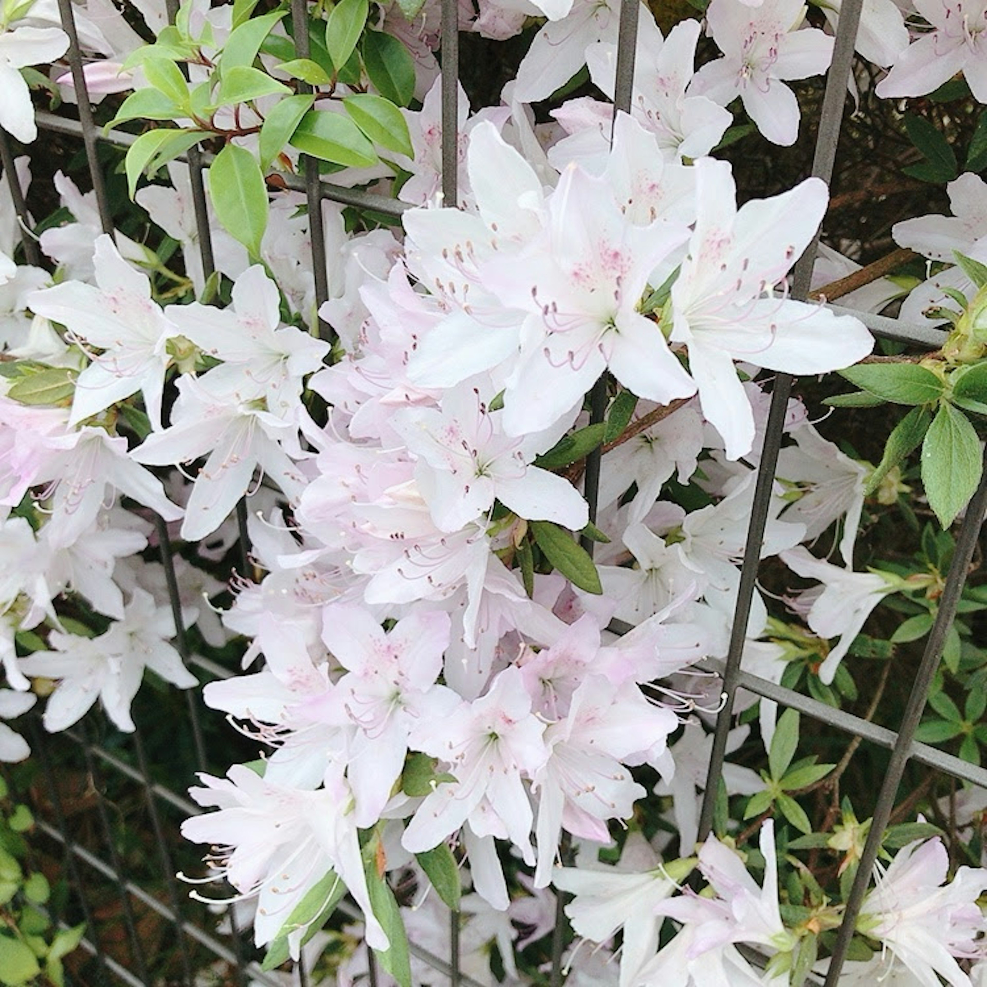 Primo piano di fiori bianchi in fiore con foglie verdi e una recinzione metallica sullo sfondo