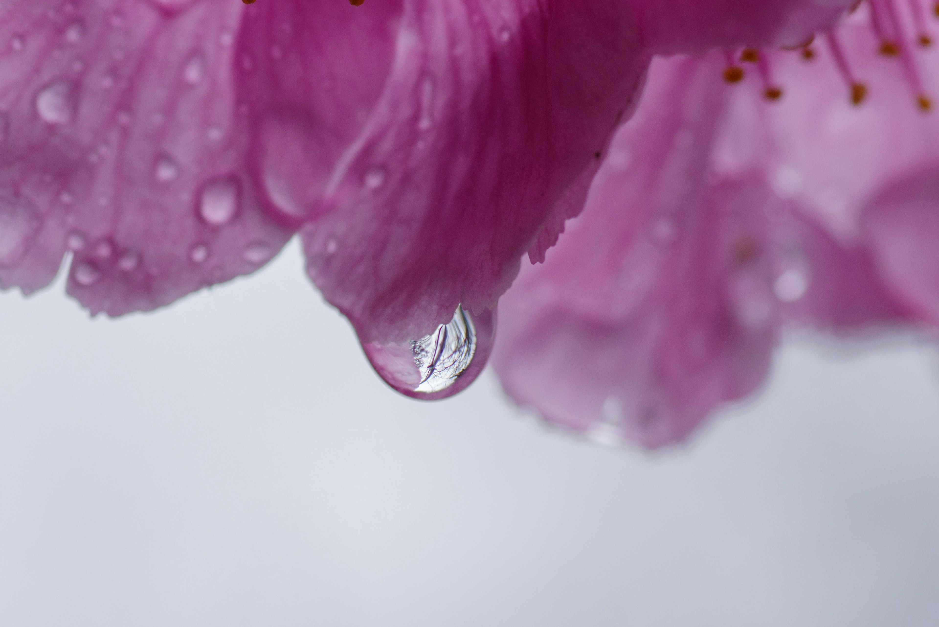 Nahaufnahme eines rosa Blütenblatts mit einem Wassertropfen