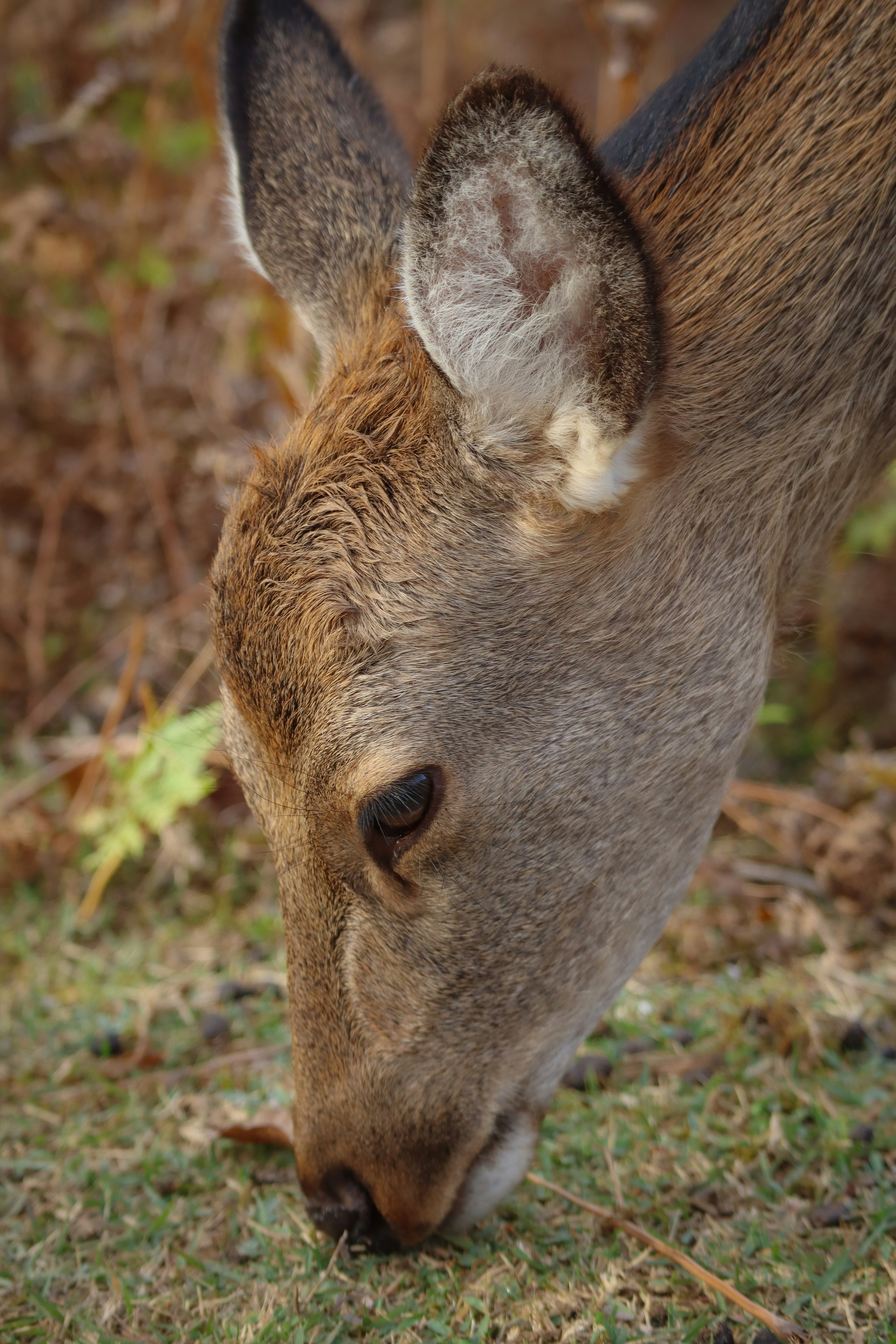 Close-up of a deer grazing on grass