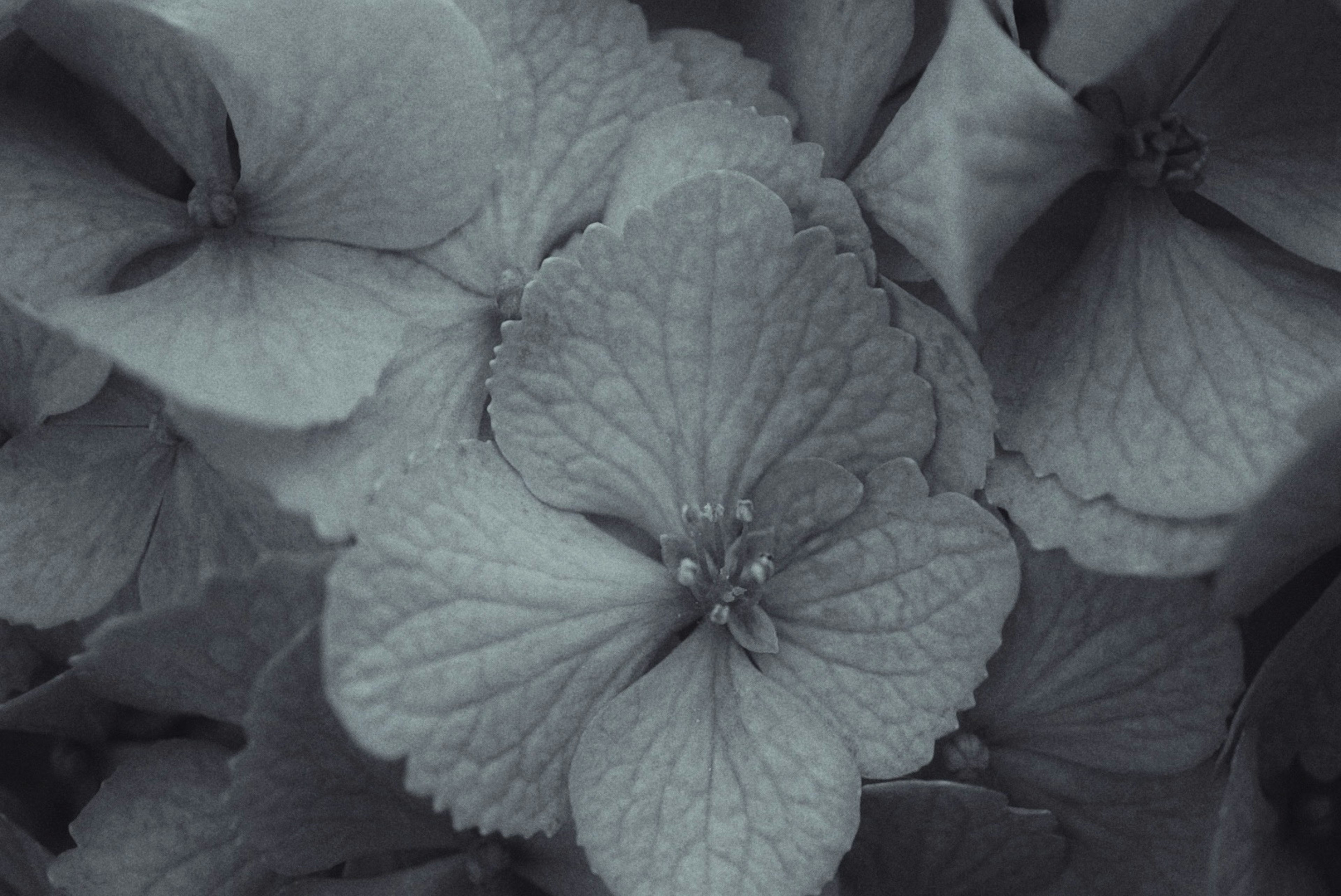 Gros plan de fleurs et feuilles d'hortensia dans des tons sombres