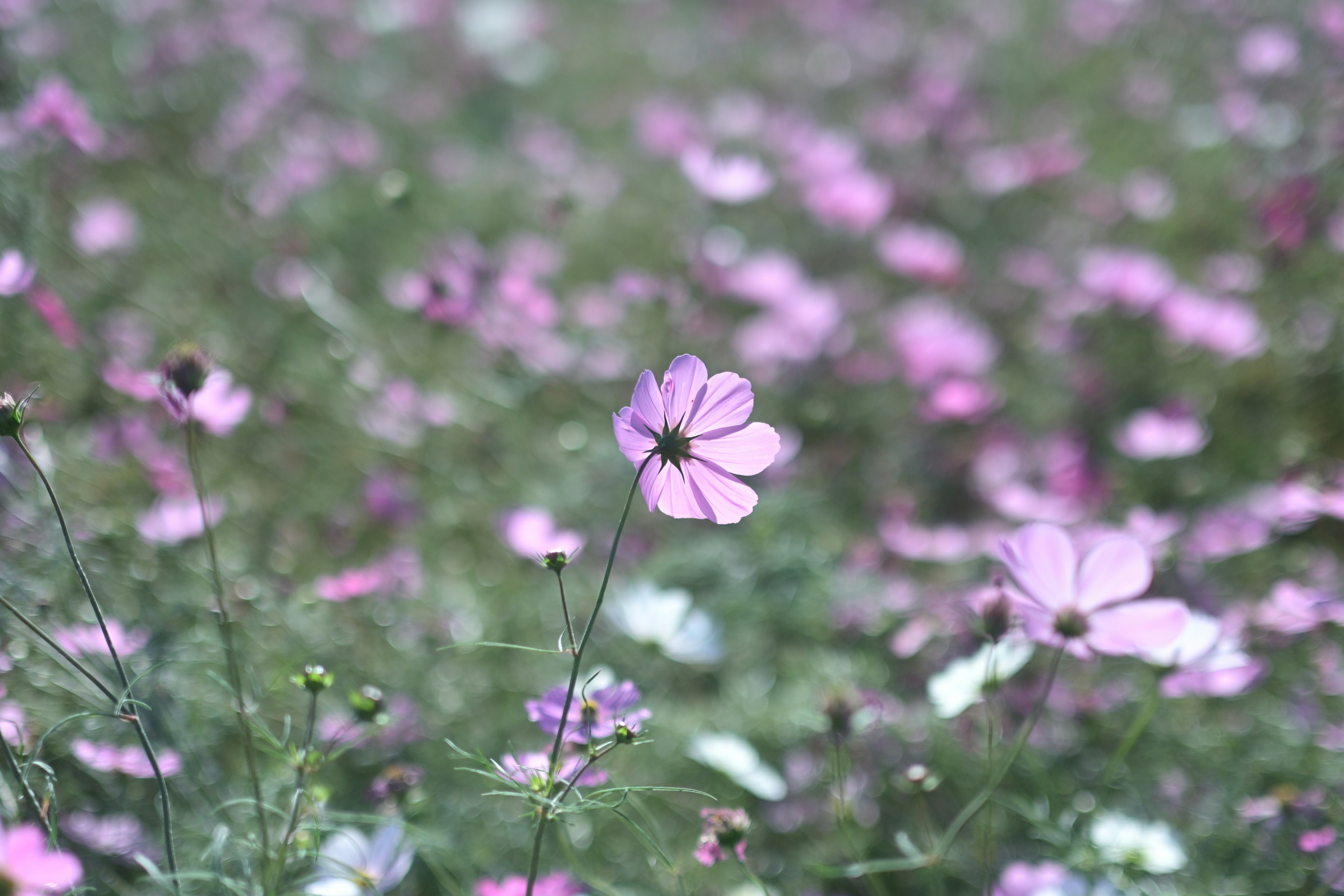 色とりどりの花が咲く風景にピンクの花が際立つ