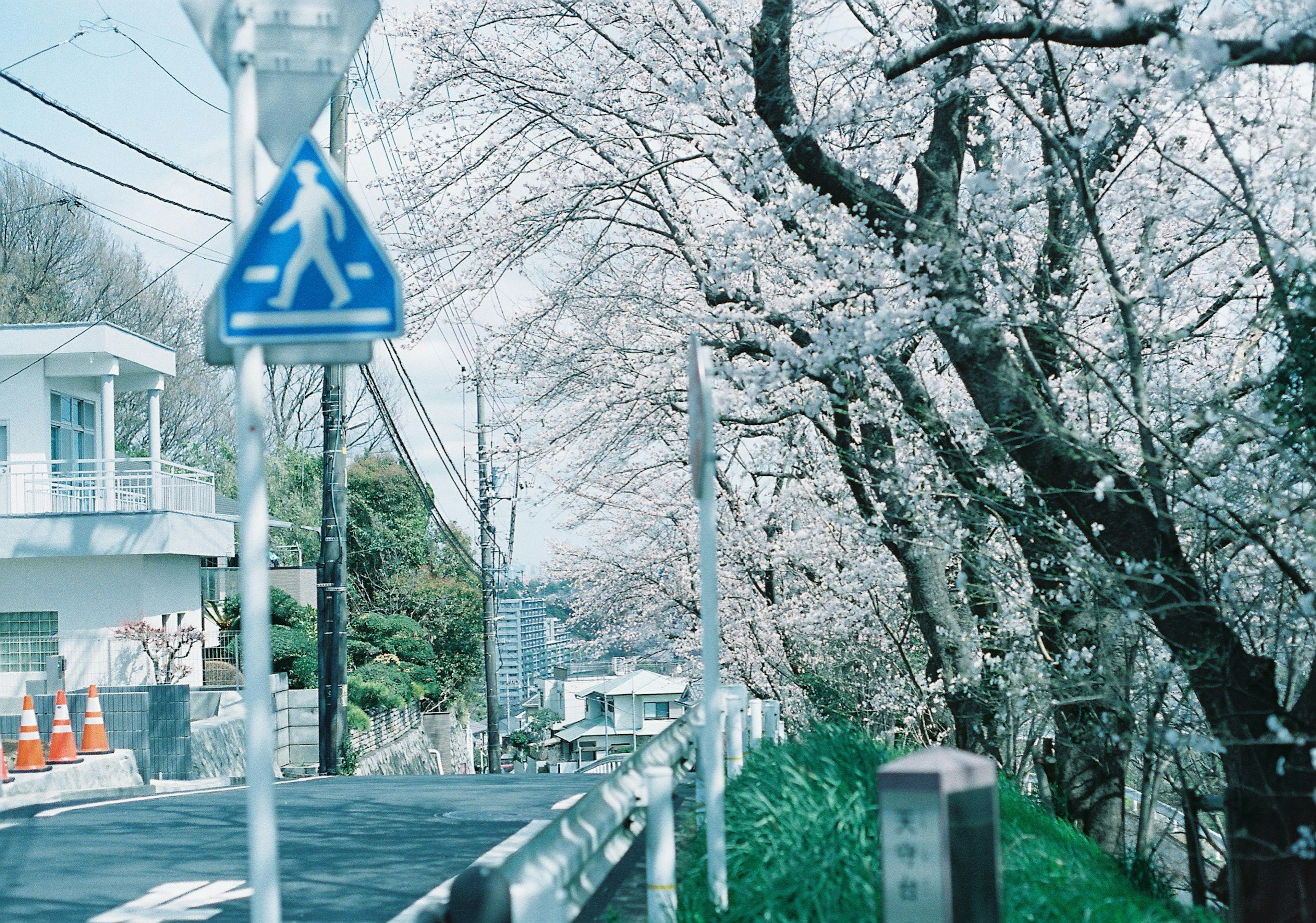 ทิวทัศน์ที่สวยงามมีต้นซากุระเรียงรายตามถนนพร้อมป้ายคนเดินสีน้ำเงิน