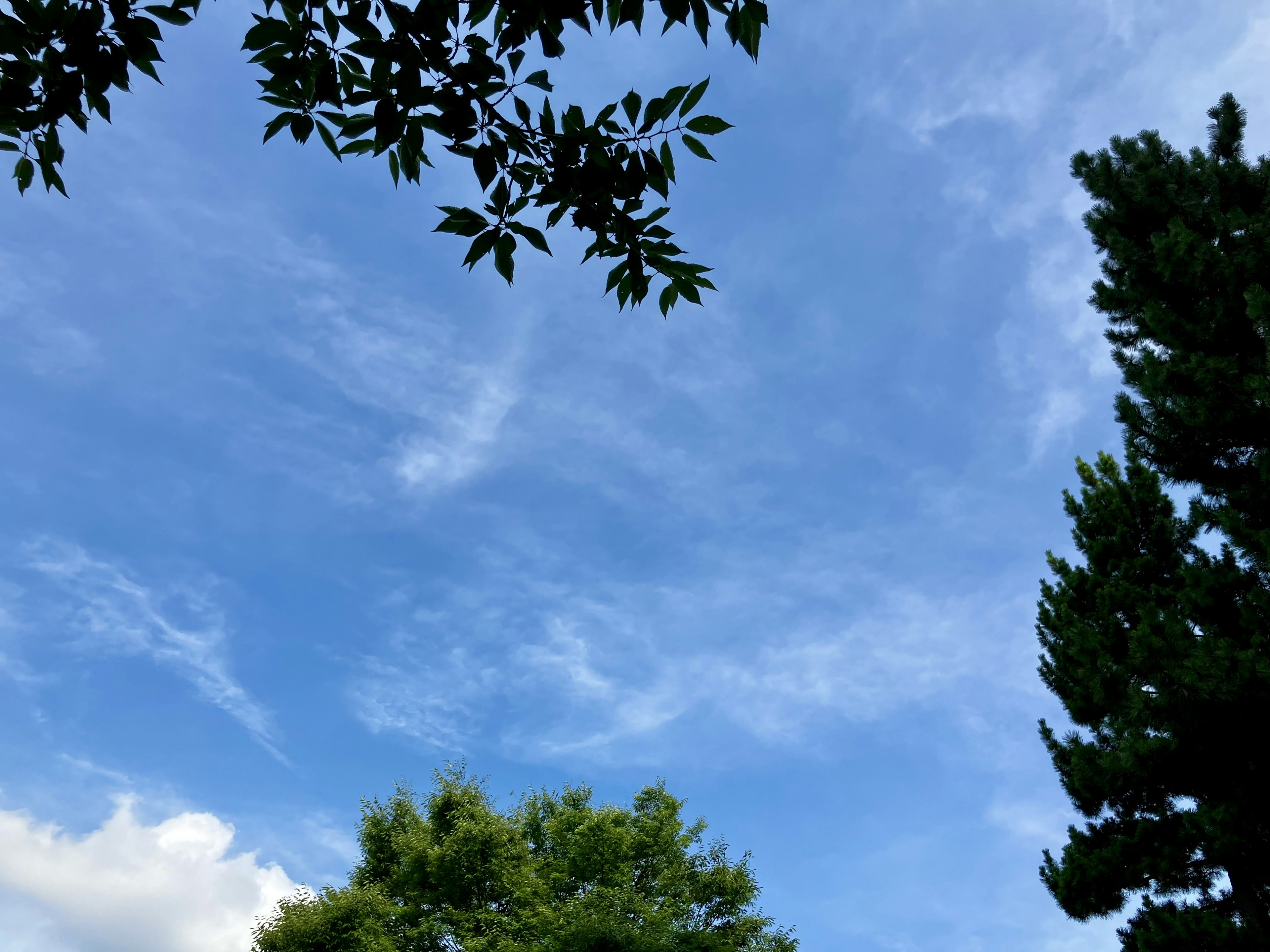 Cielo blu con alberi verdi in vista