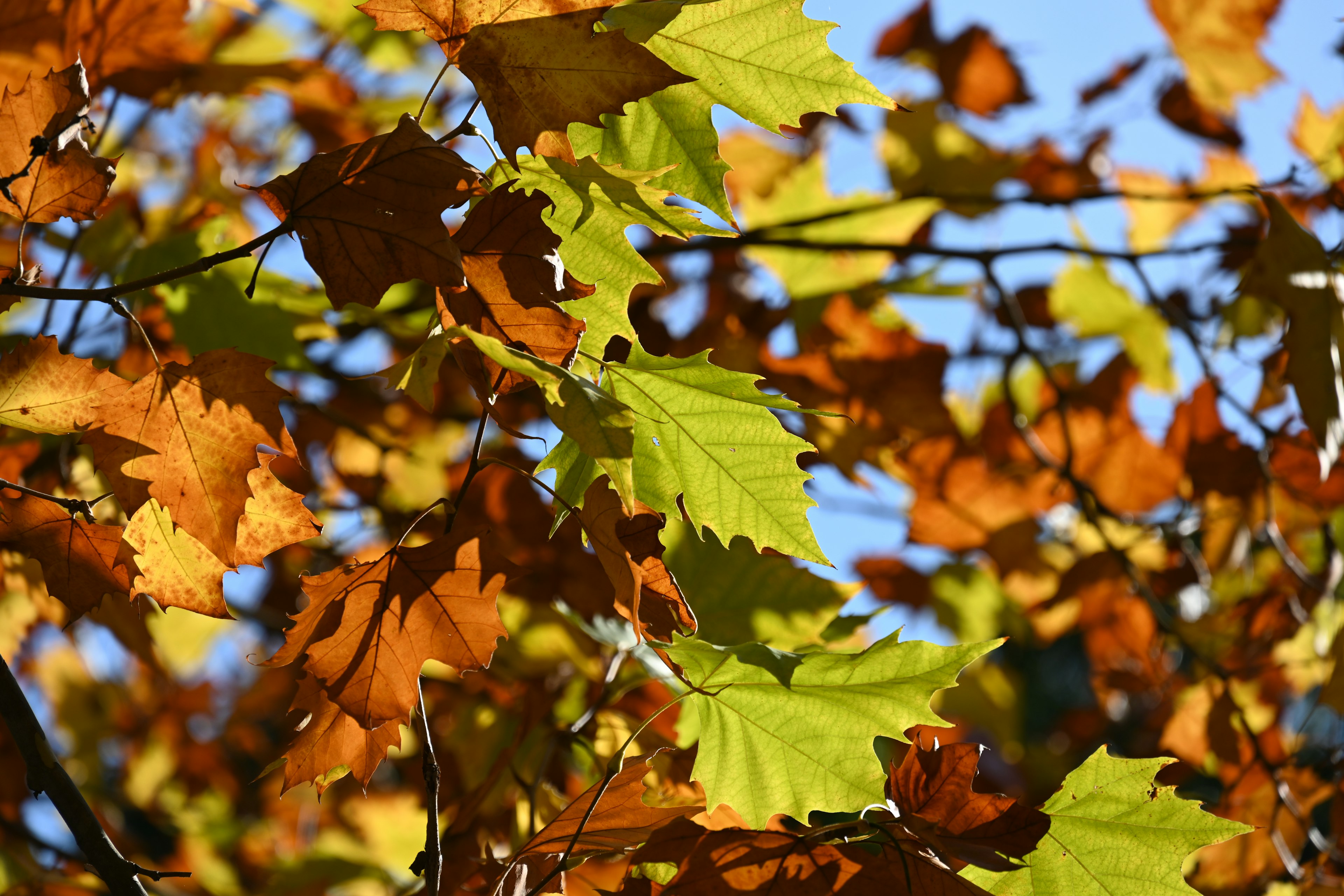 Vibrant autumn leaves with a mix of green and orange hues