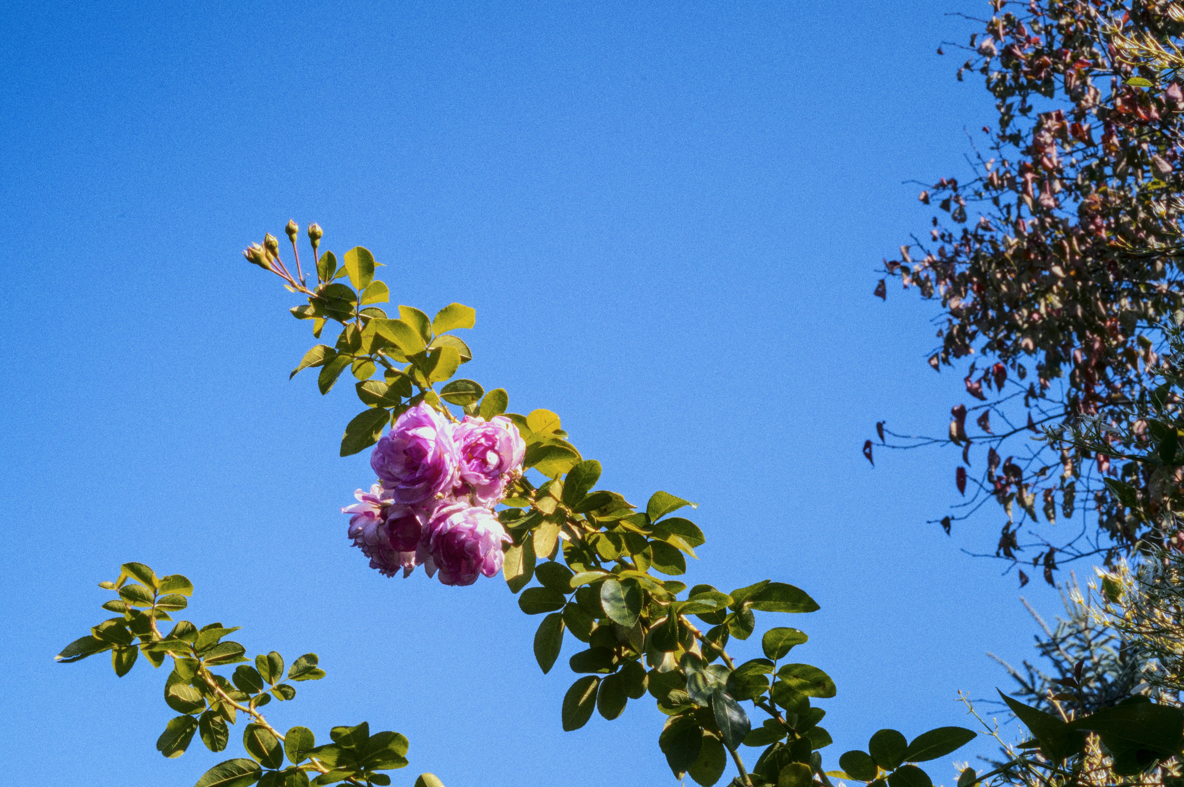 Pink rose flowers blooming against a bright blue sky