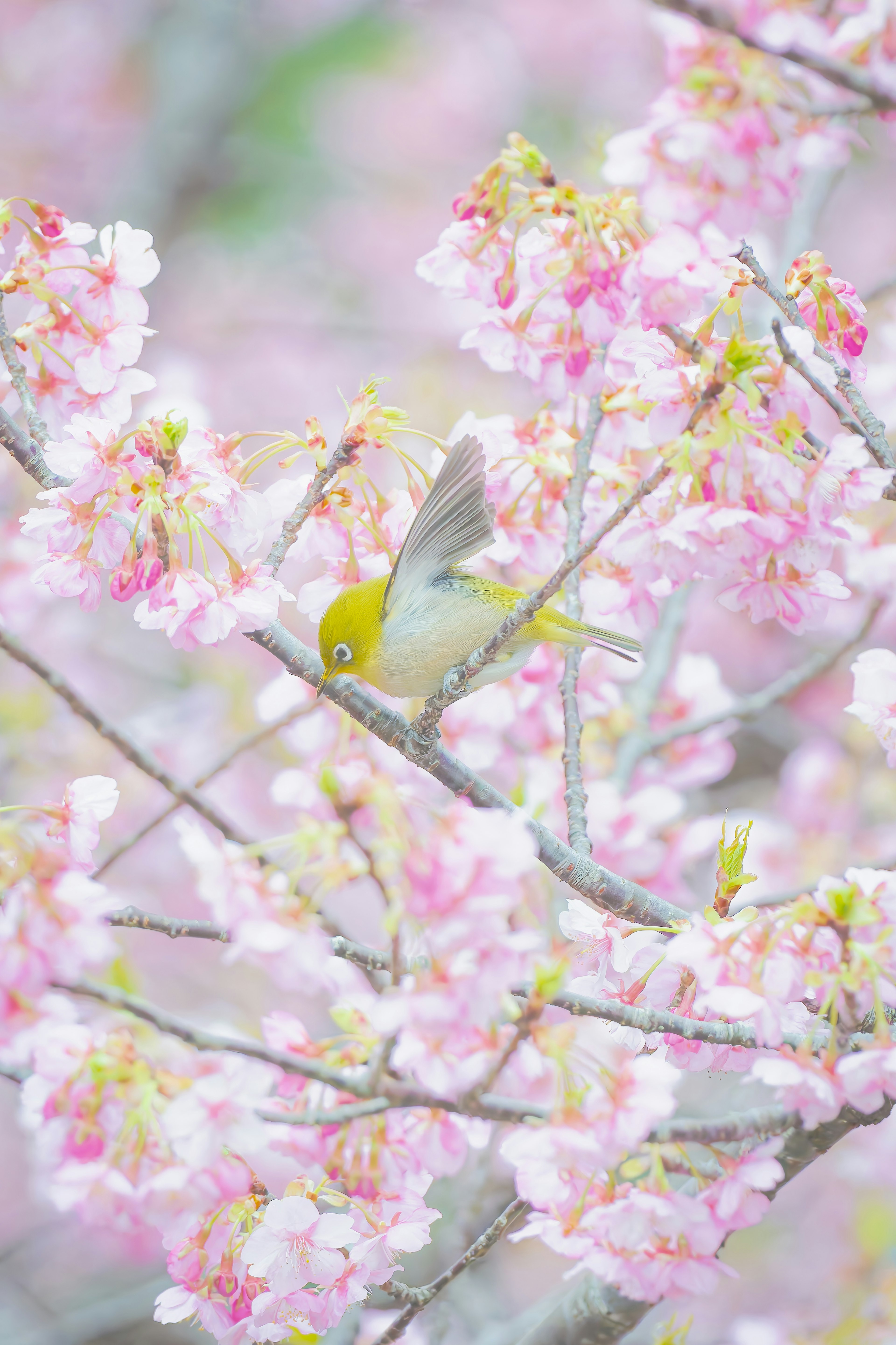 桜の花の中で遊ぶ小さな鳥の写真