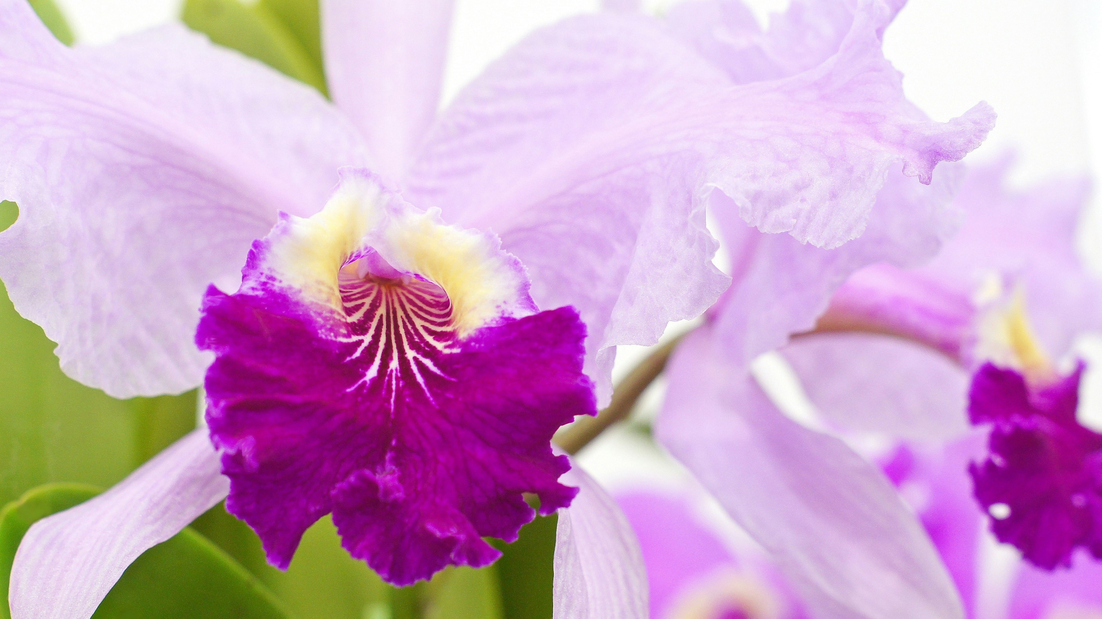 Nahaufnahme von lebhaften lila Orchideenblüten mit gelben Akzenten