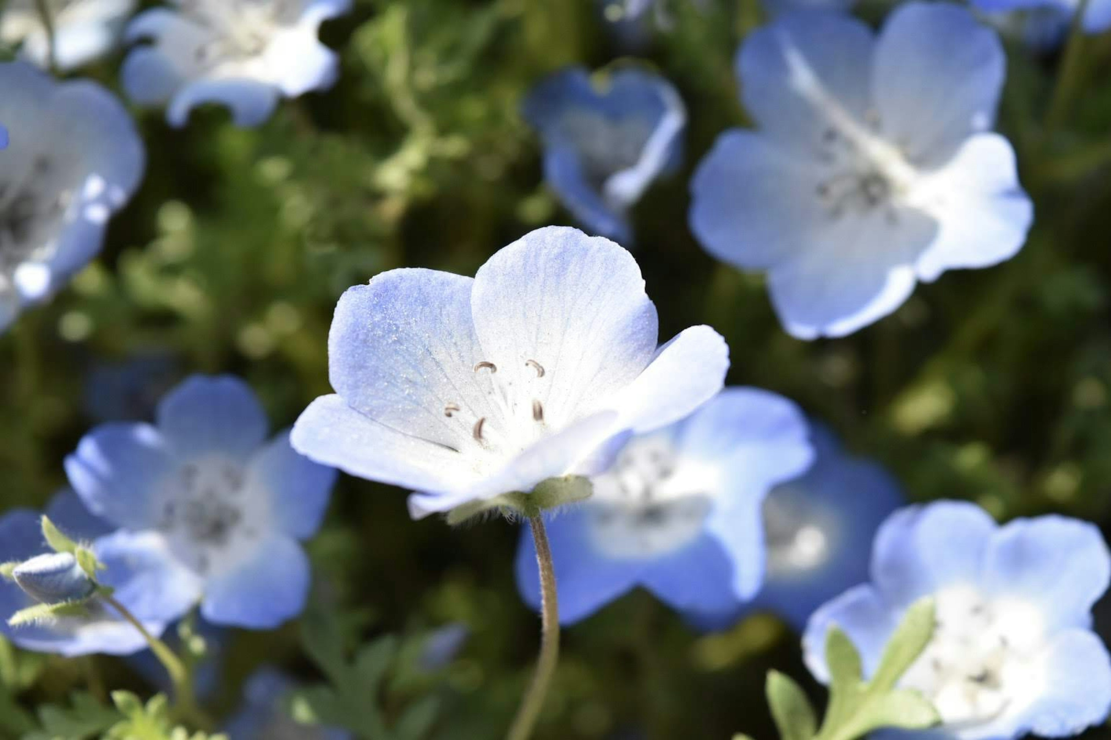 青い花の群生で中心に白い花が咲いている