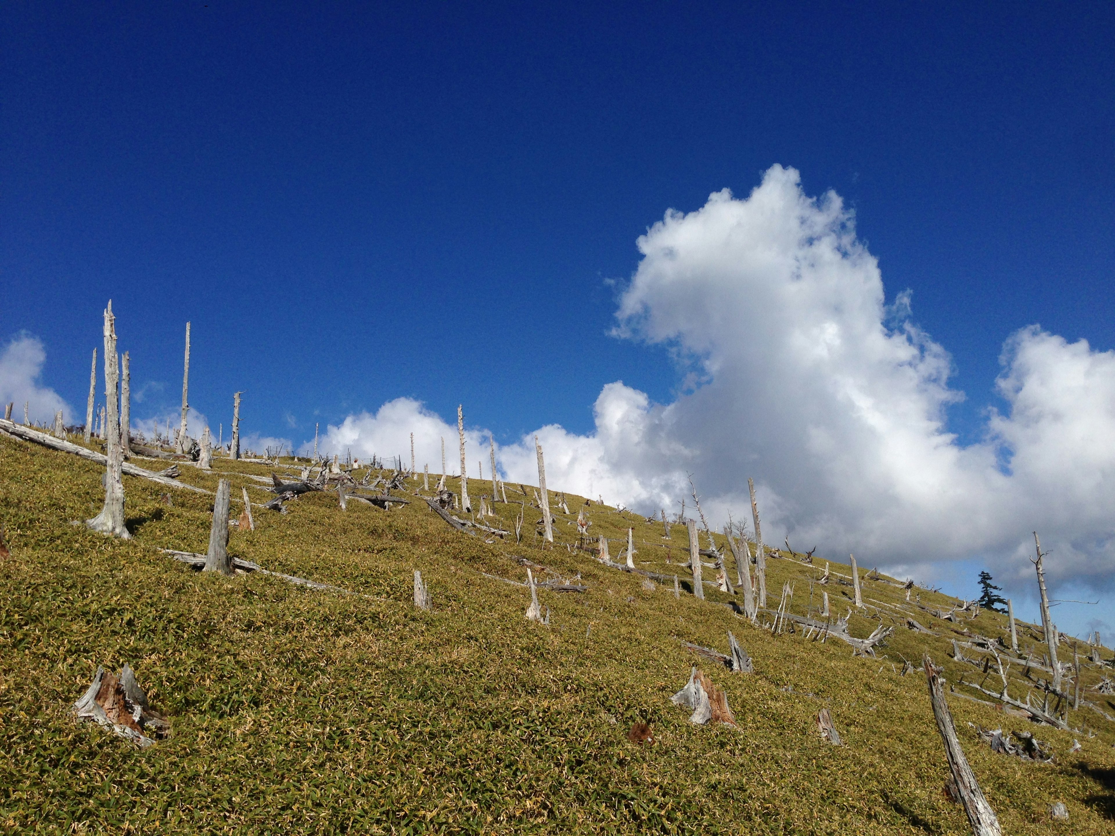 A hillside with dead tree stumps under a blue sky and white clouds