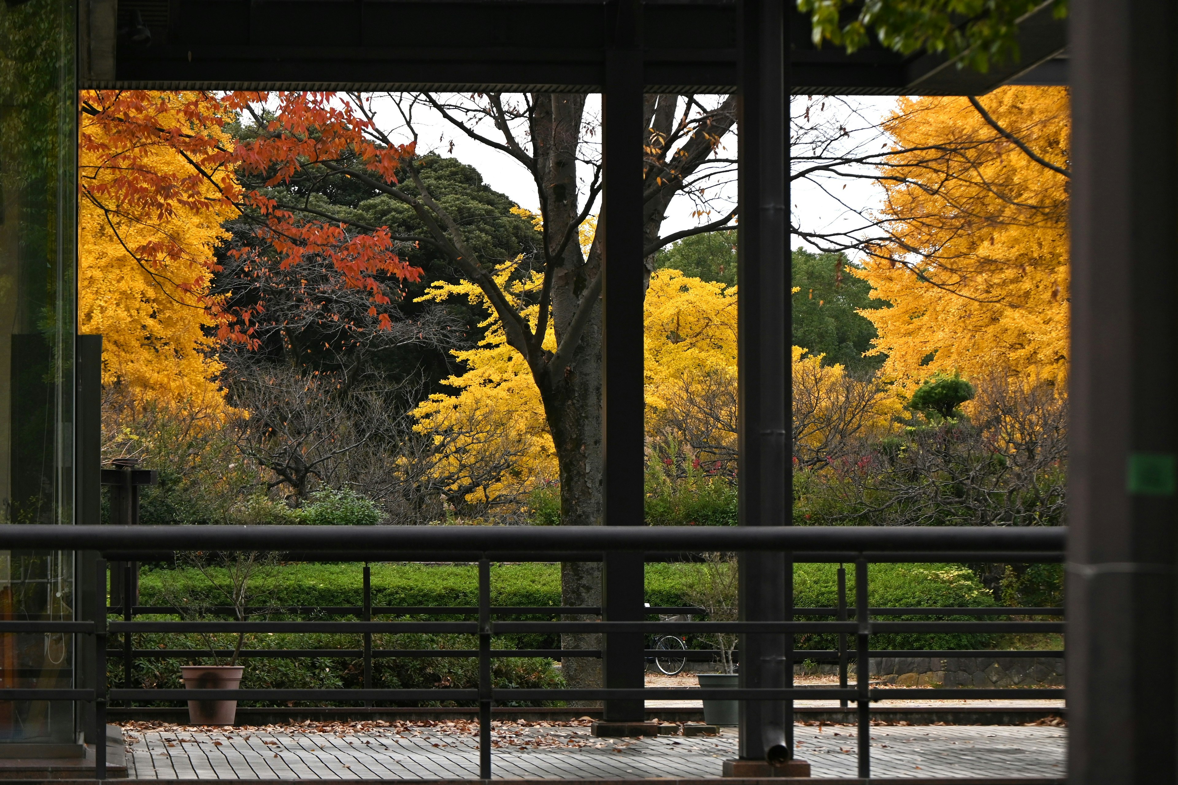 Scena autunnale in un parco con alberi colorati