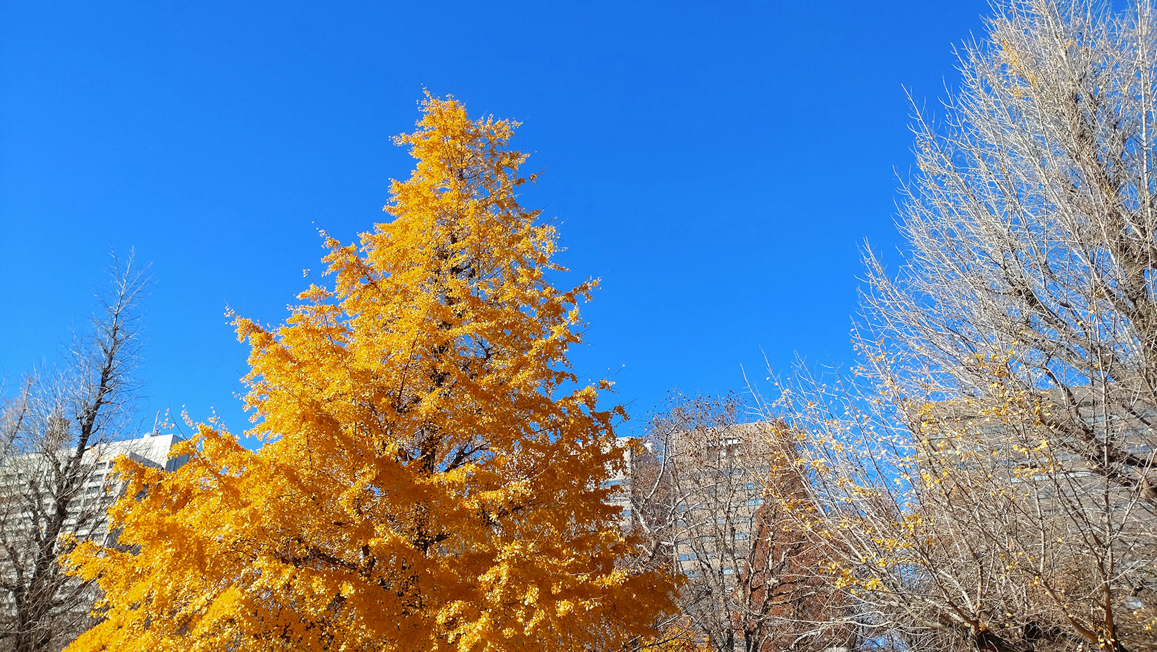 Árbol dorado bajo un cielo azul claro