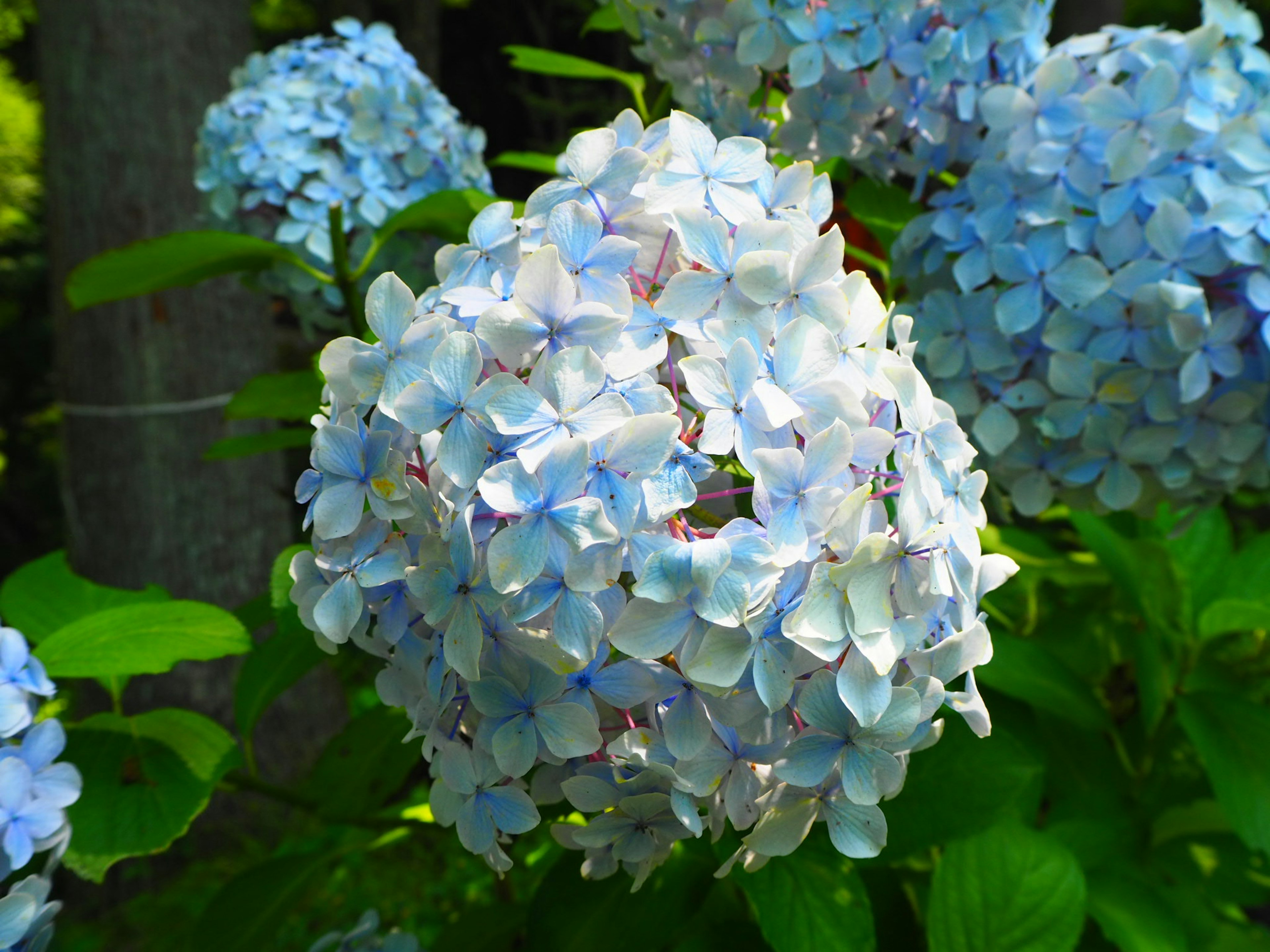 Schöne blaue Hortensienblüten, die zwischen grünen Blättern blühen