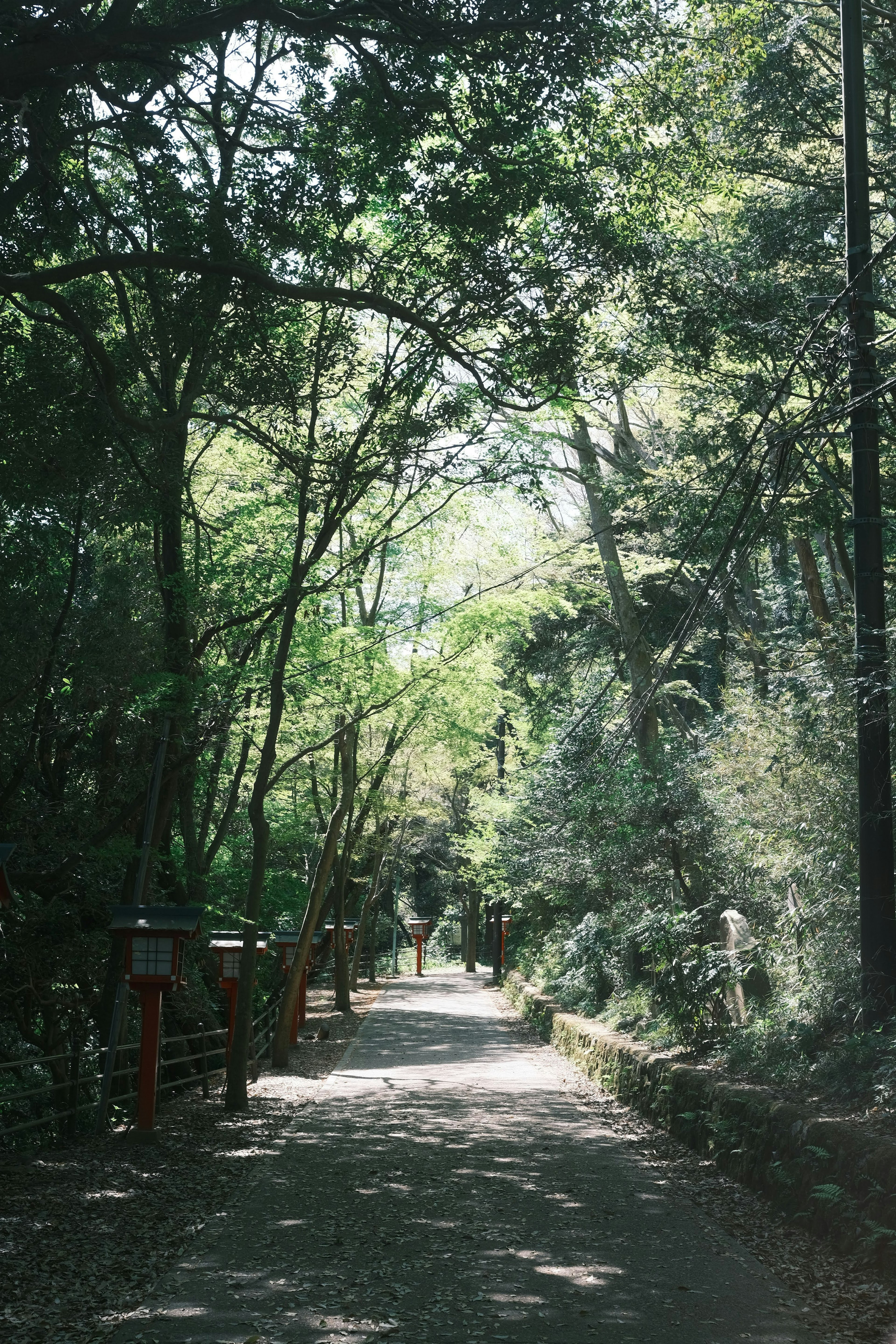 Serene pathway surrounded by lush green trees