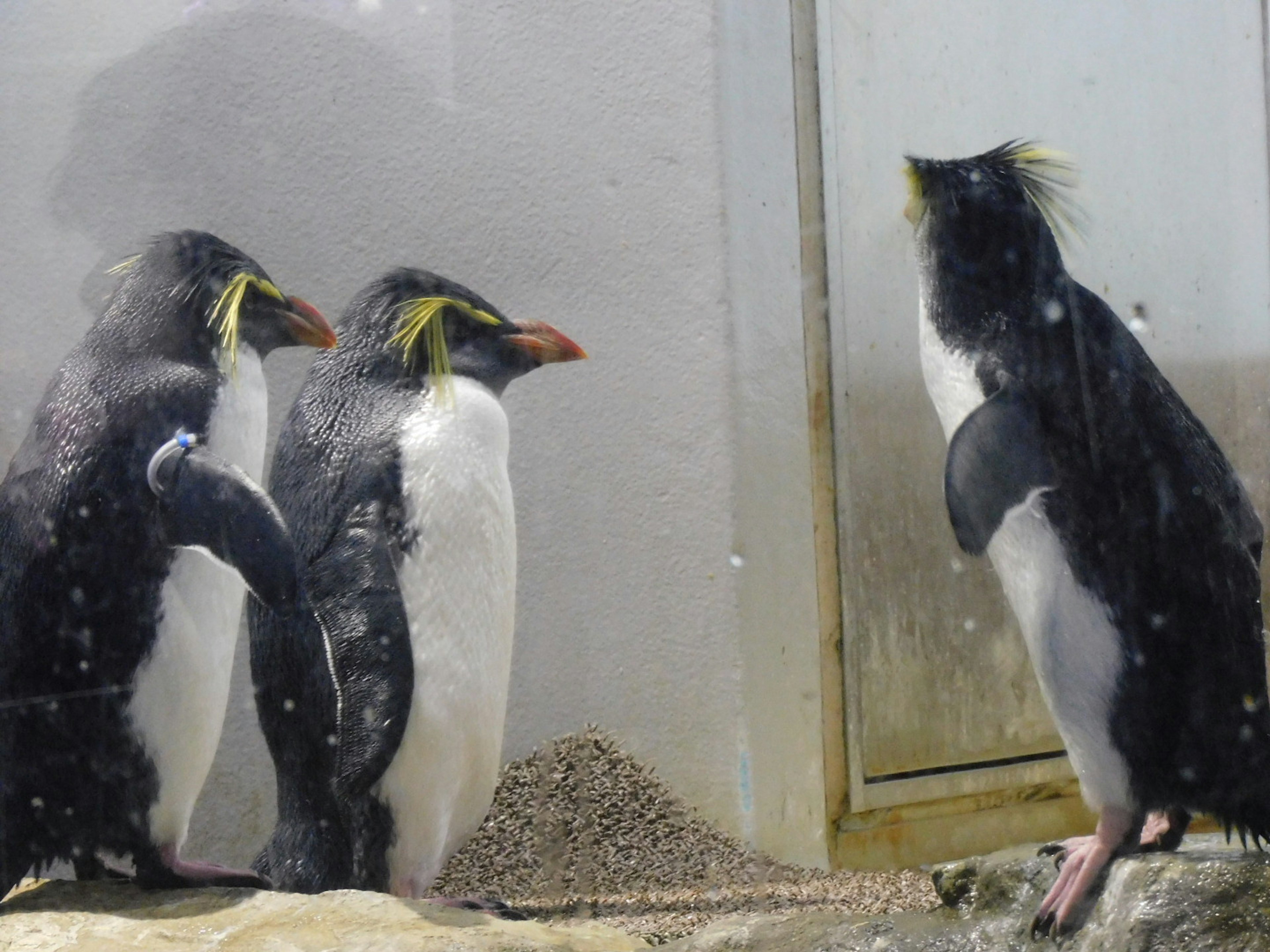 Three macaroni penguins interacting behind glass