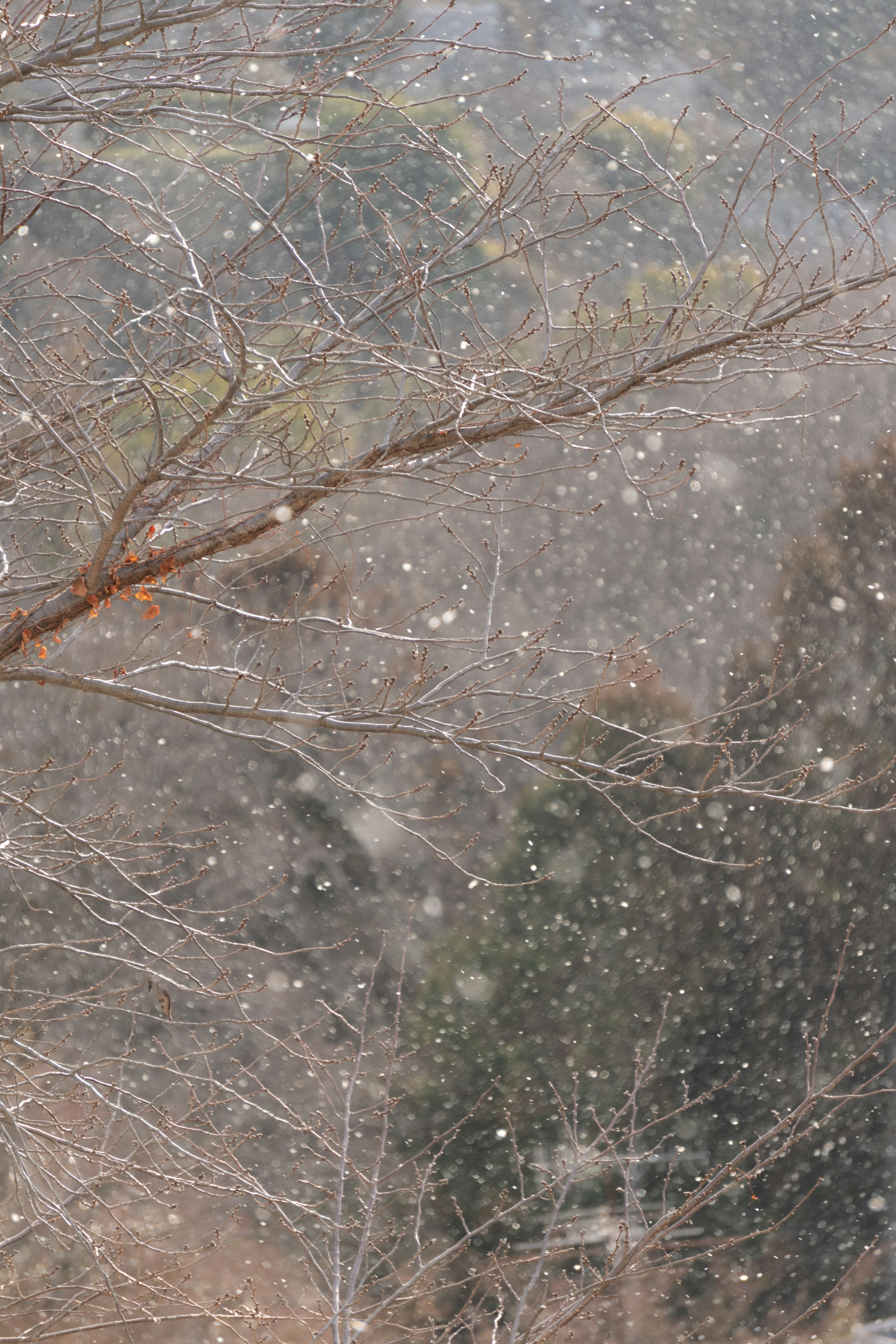 Zweige von Bäumen mit fallendem Schnee und verschwommenem Hintergrund