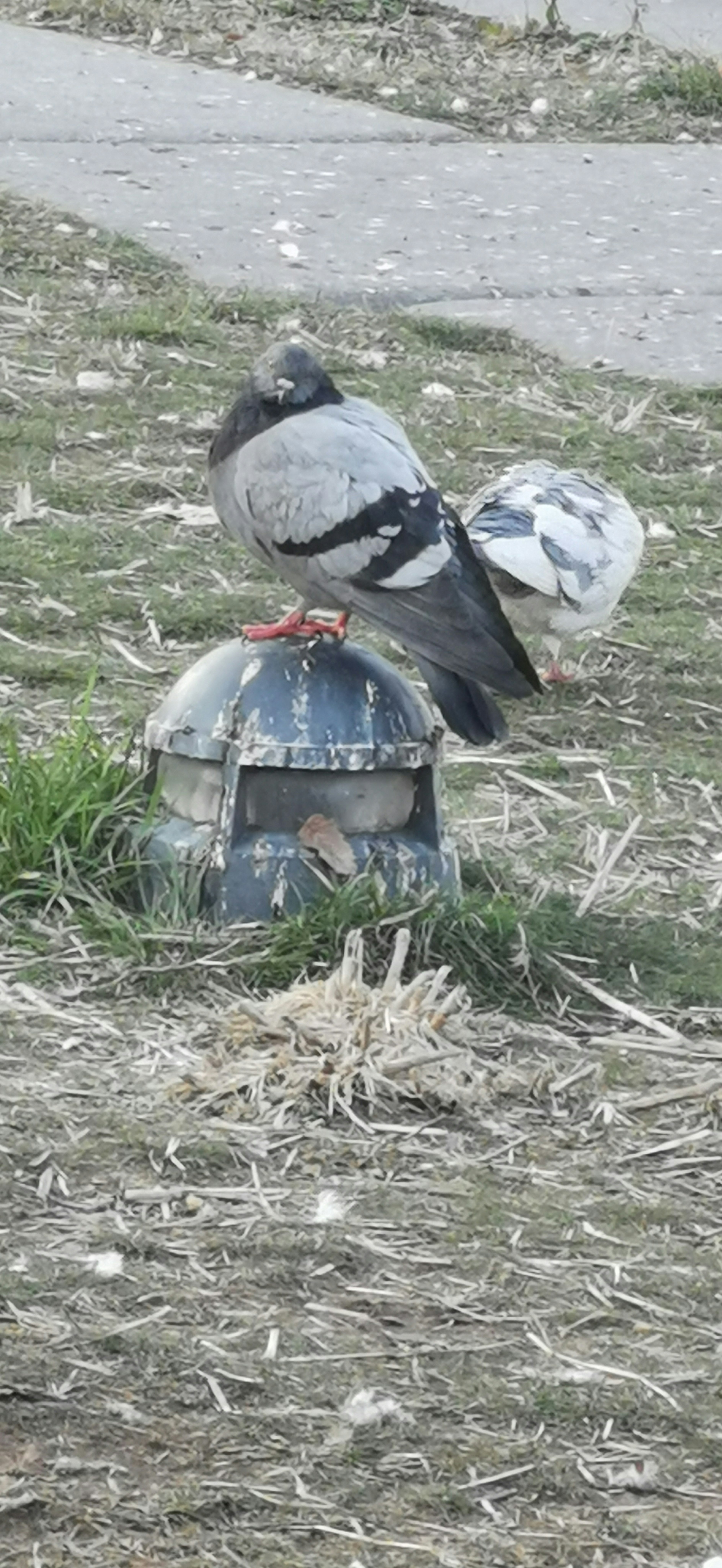 A pigeon near a small structure resembling a birdhouse on the ground