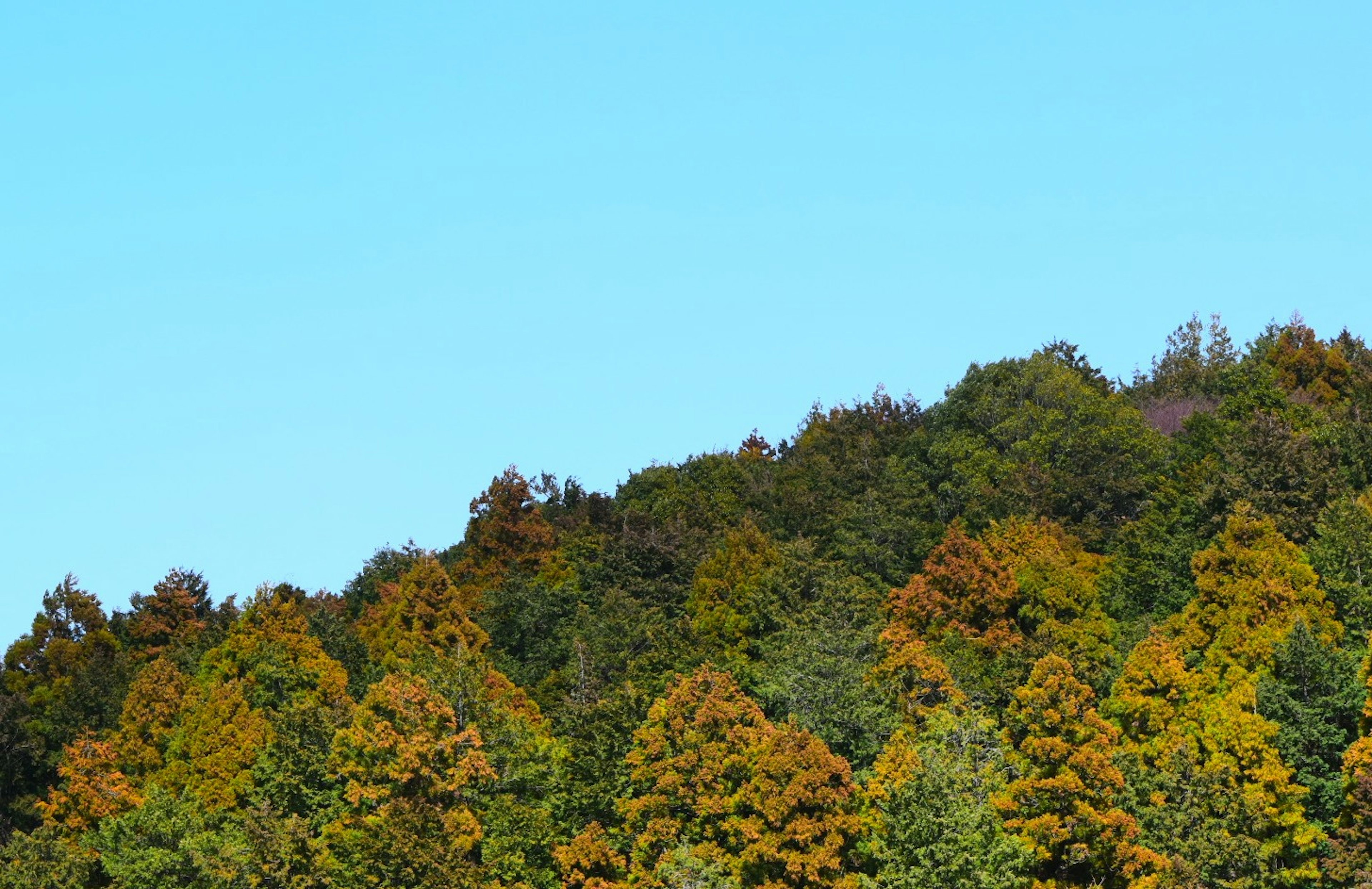 Paesaggio di alberi colorati sotto un cielo blu