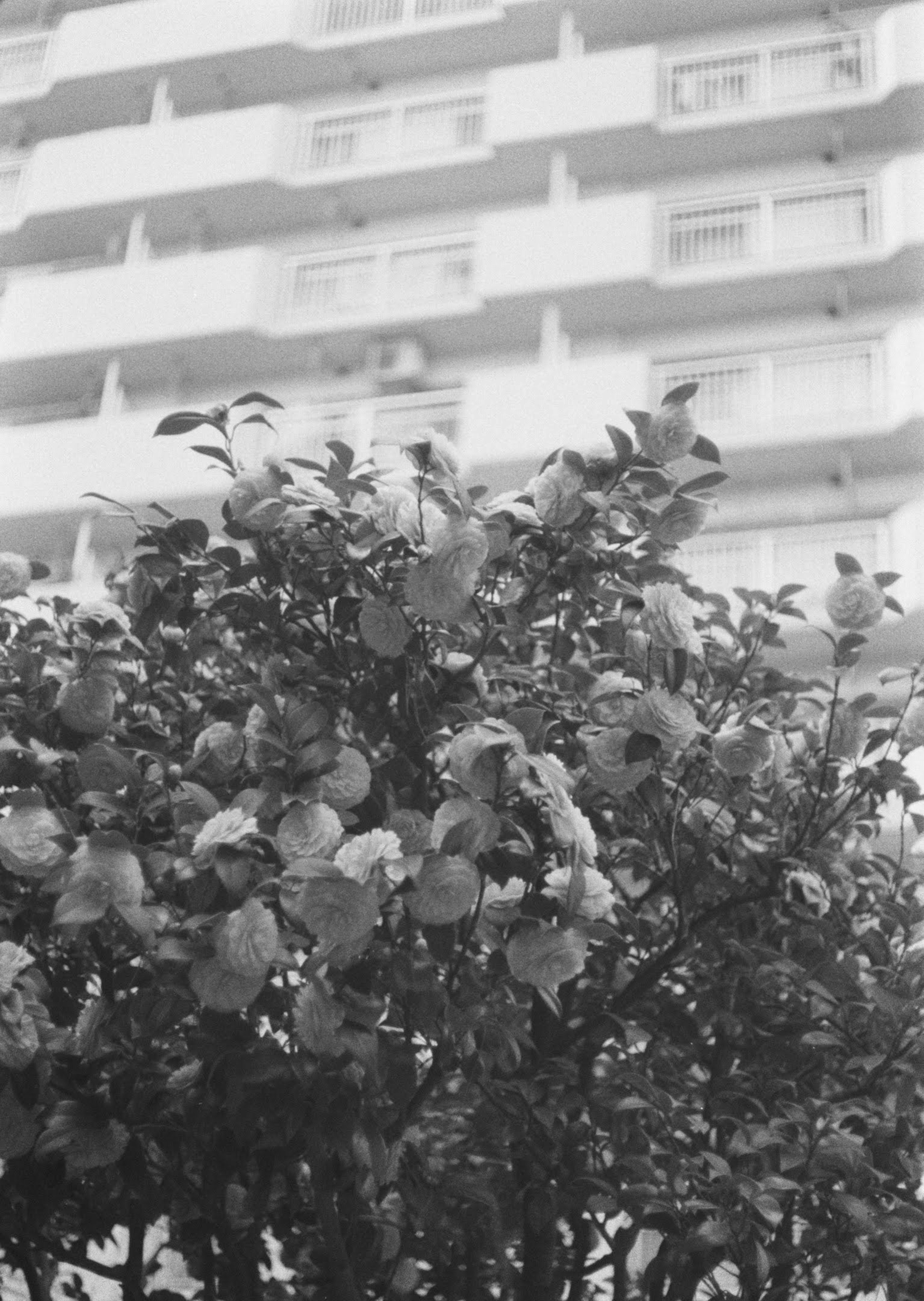 Image en noir et blanc montrant un arbre feuillu devant un immeuble de grande hauteur