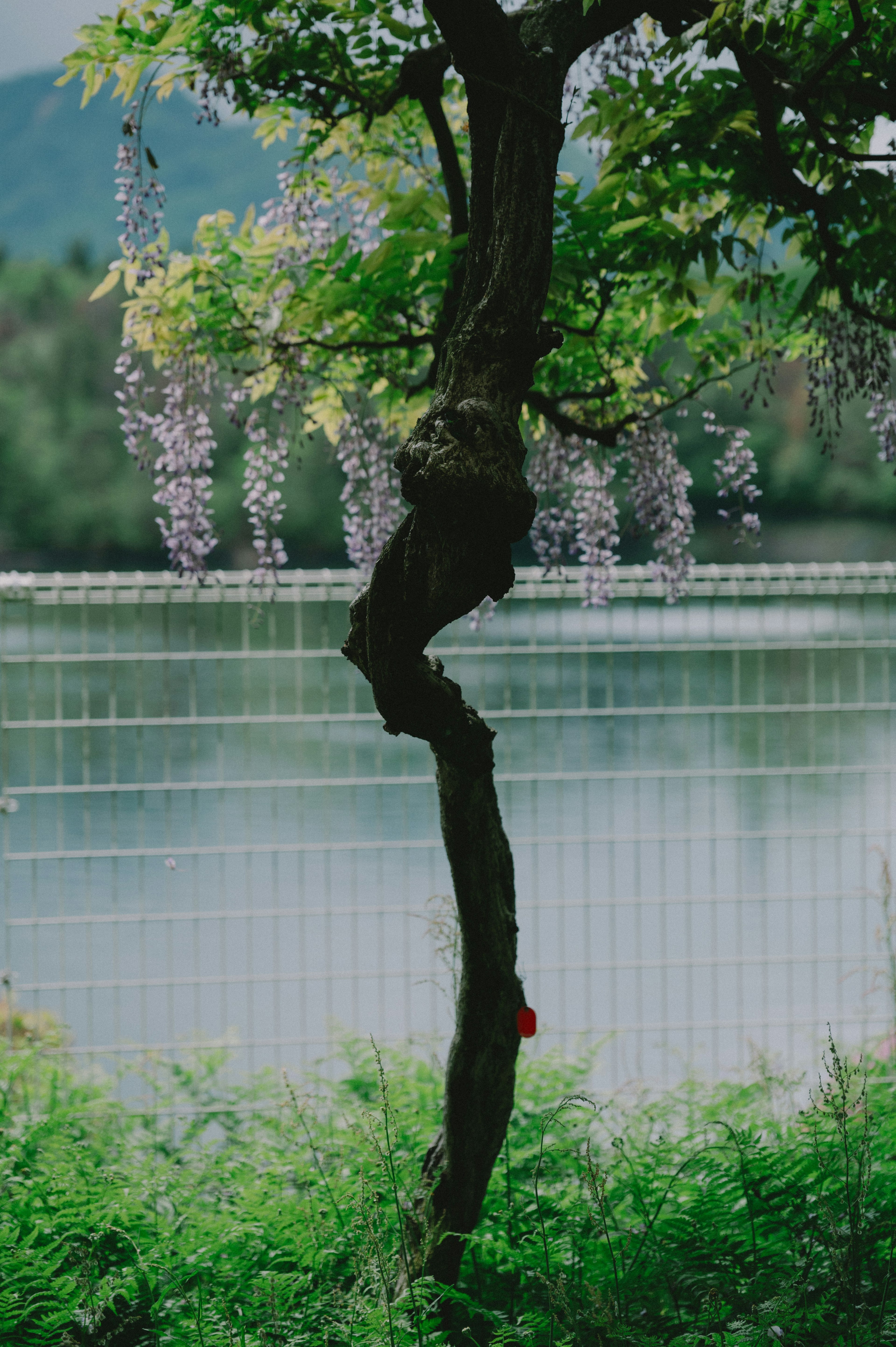 Unique shaped tree near a lake with hanging wisteria flowers