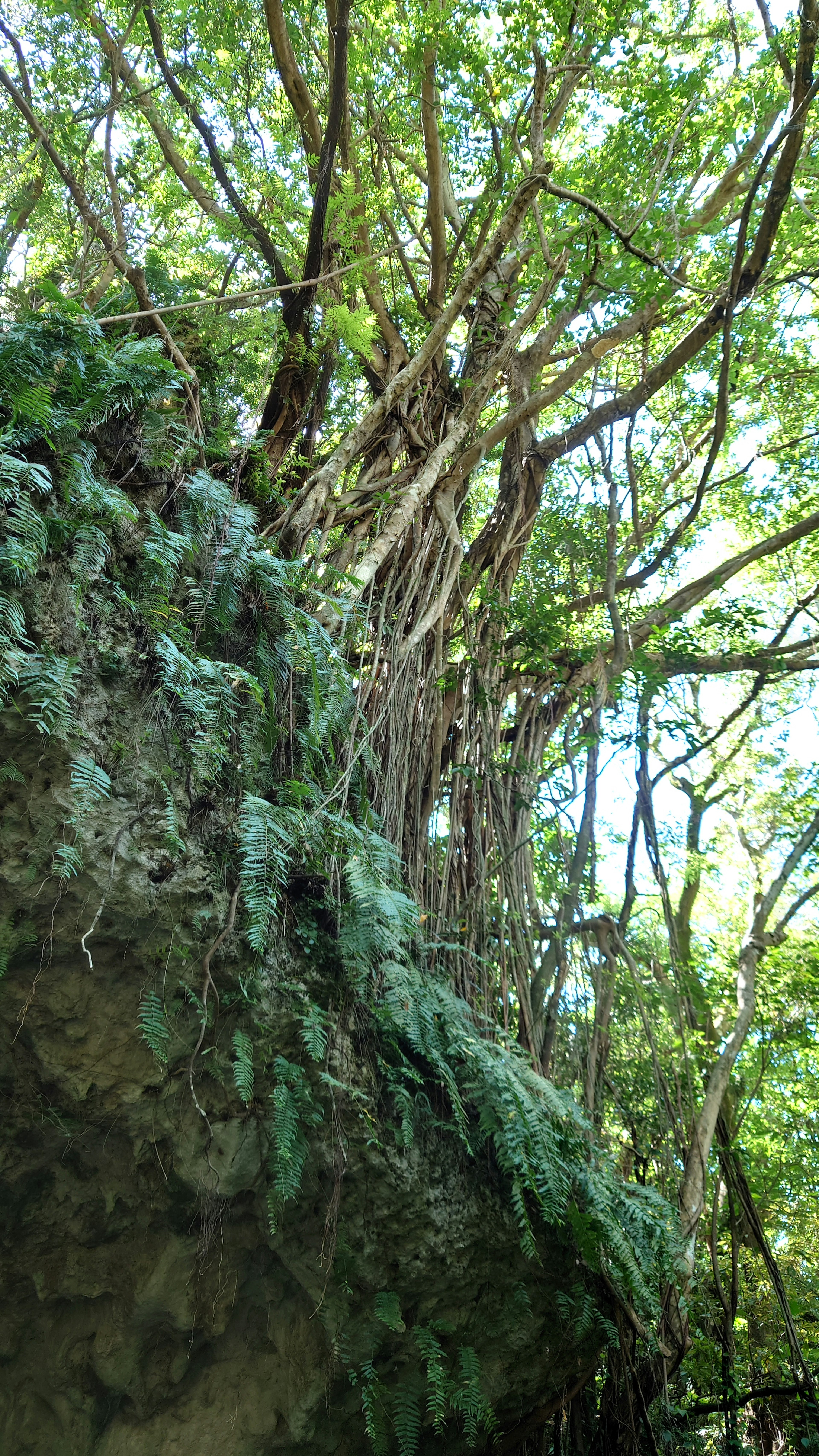 緑豊かな木々と苔むした岩の風景