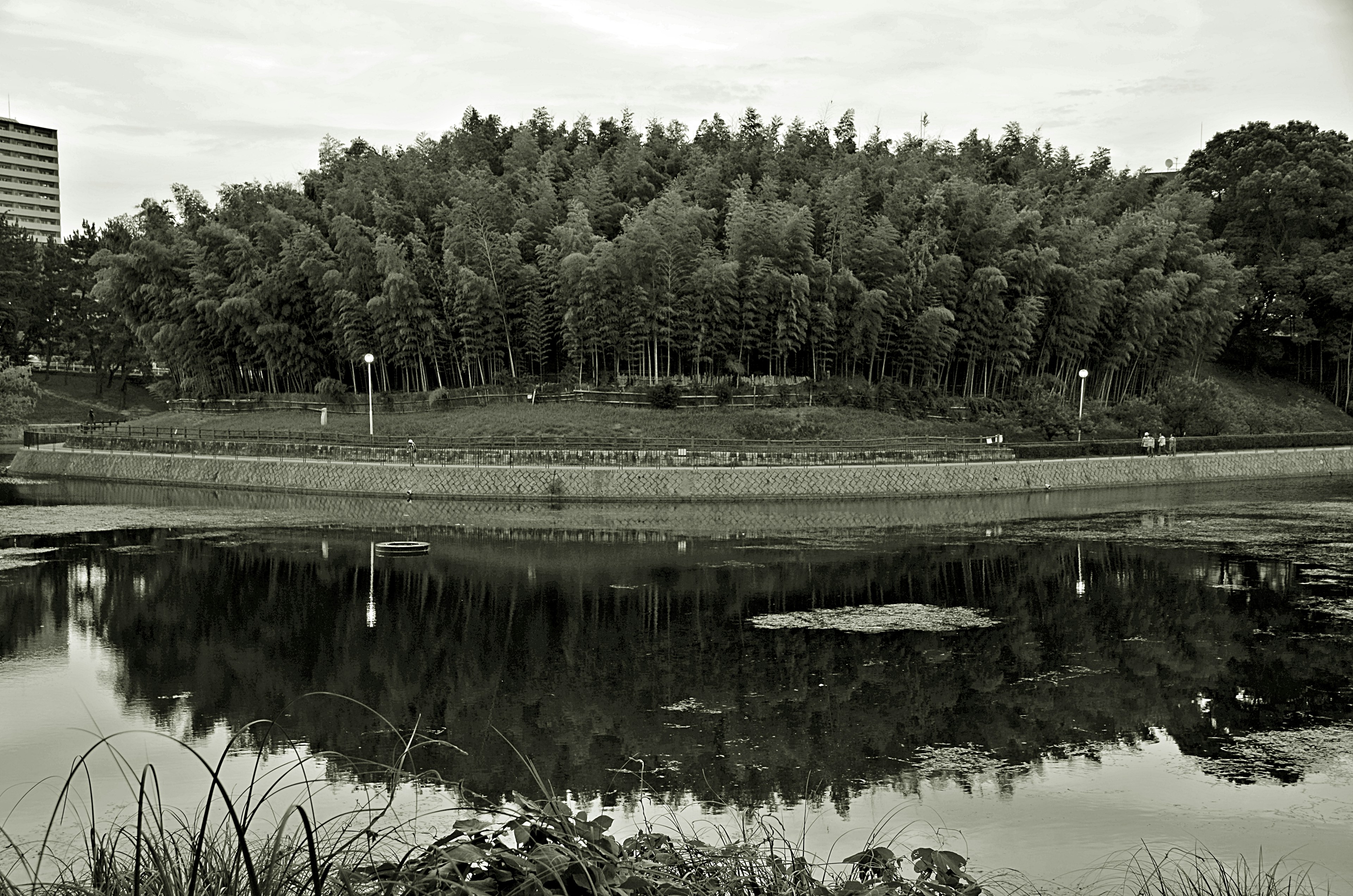 Paisaje en blanco y negro con un bosque de bambú y su reflejo en el agua